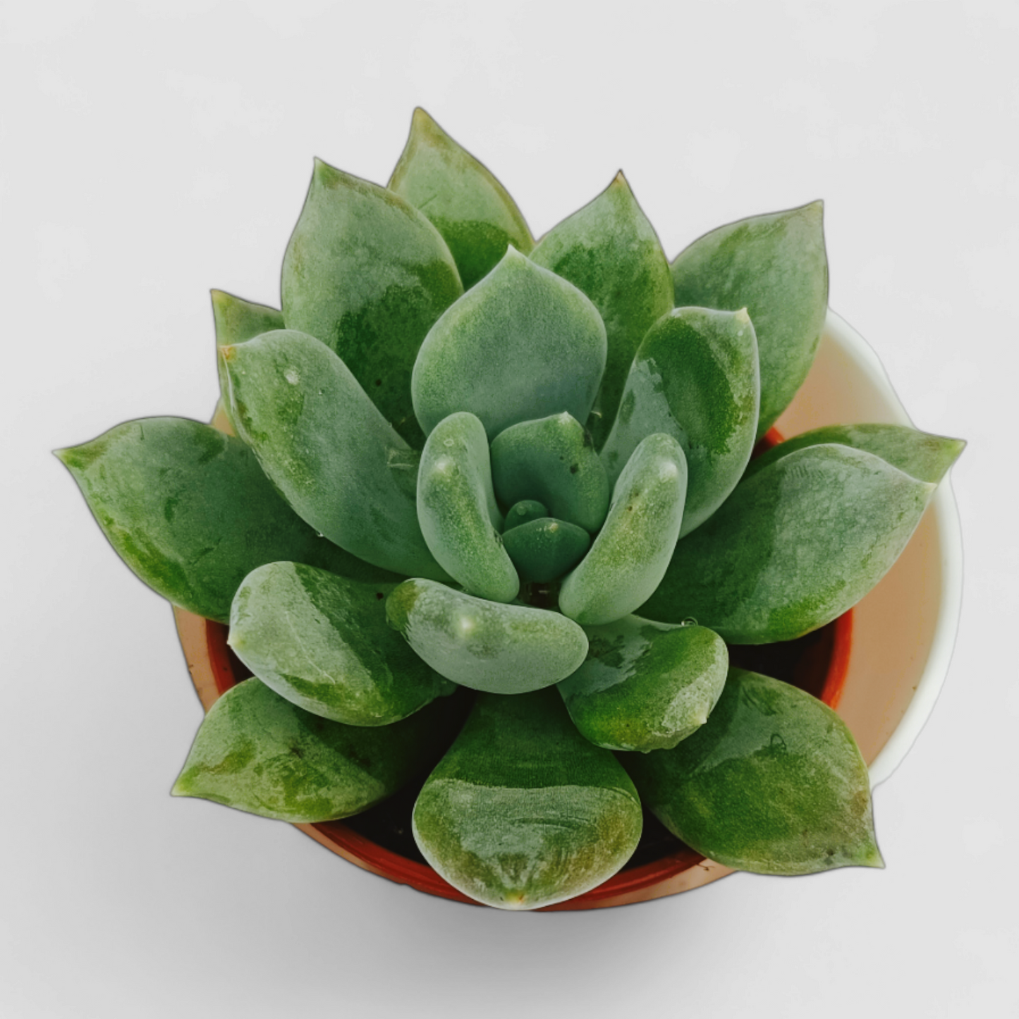 Pachyveria Scheideckeri 'Albocarinata' Plant