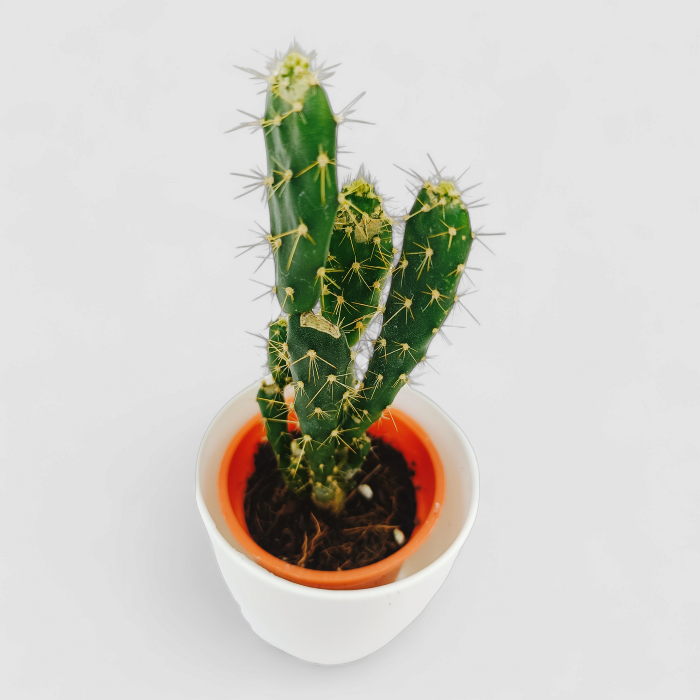 Cuctus Opuntia Monacantha Plant