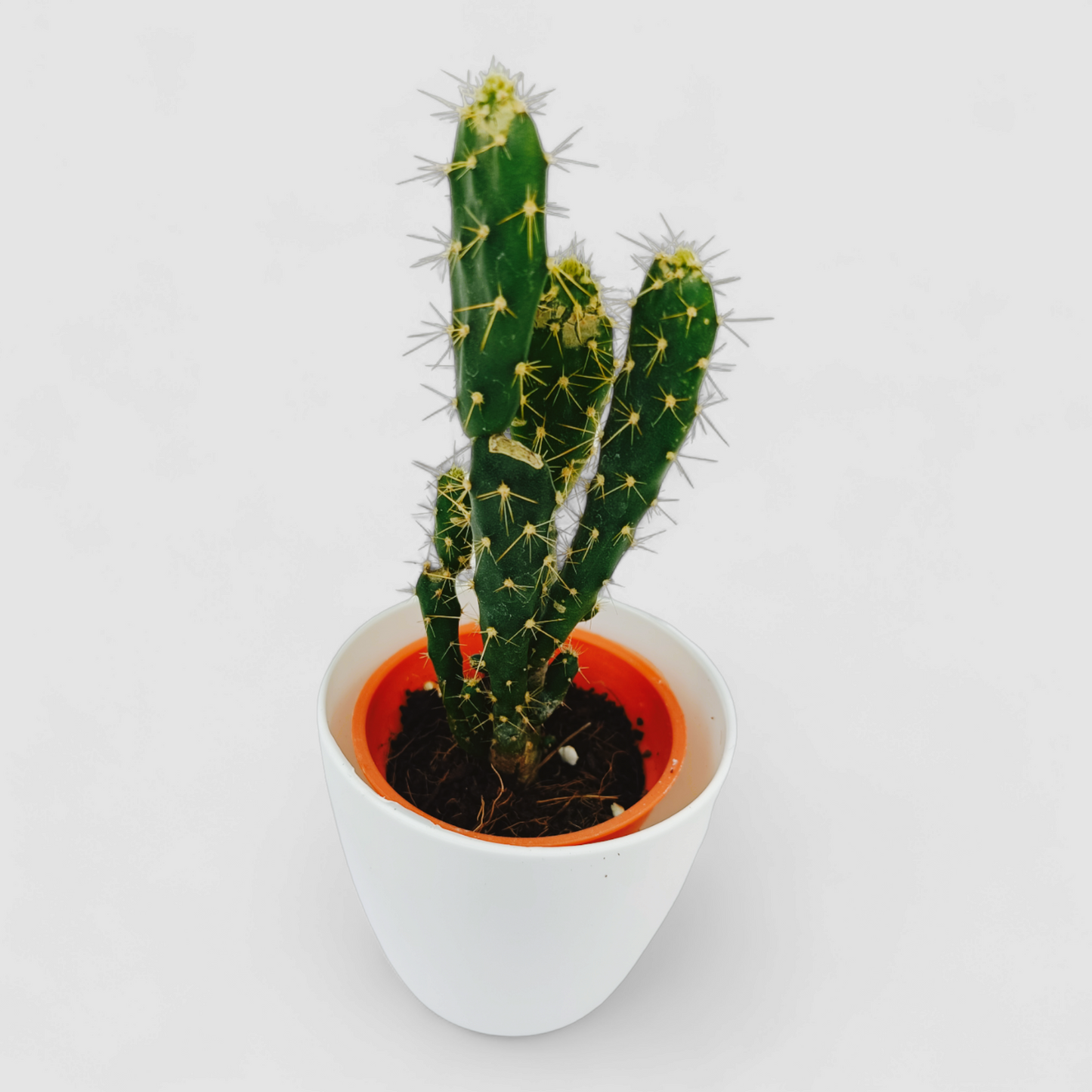 Cuctus Opuntia Monacantha Plant