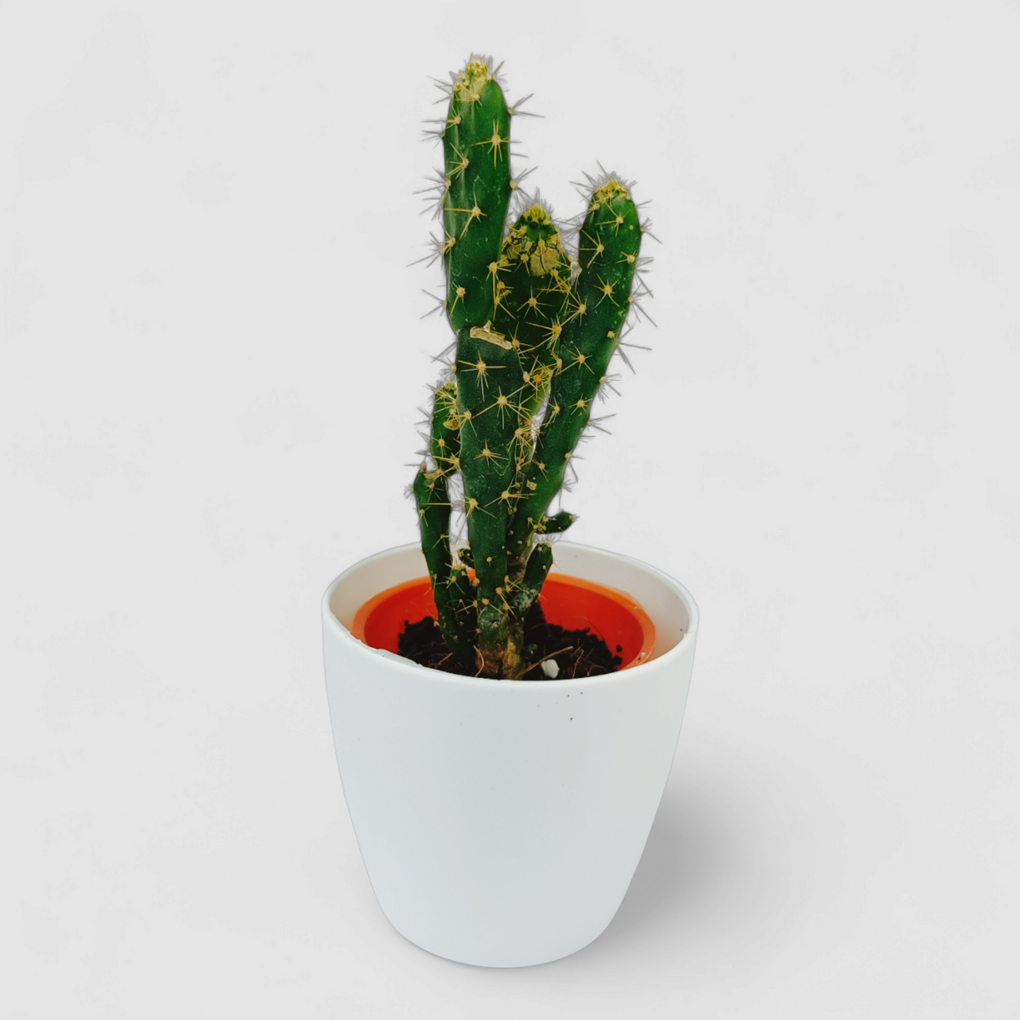 Cuctus Opuntia Monacantha Plant