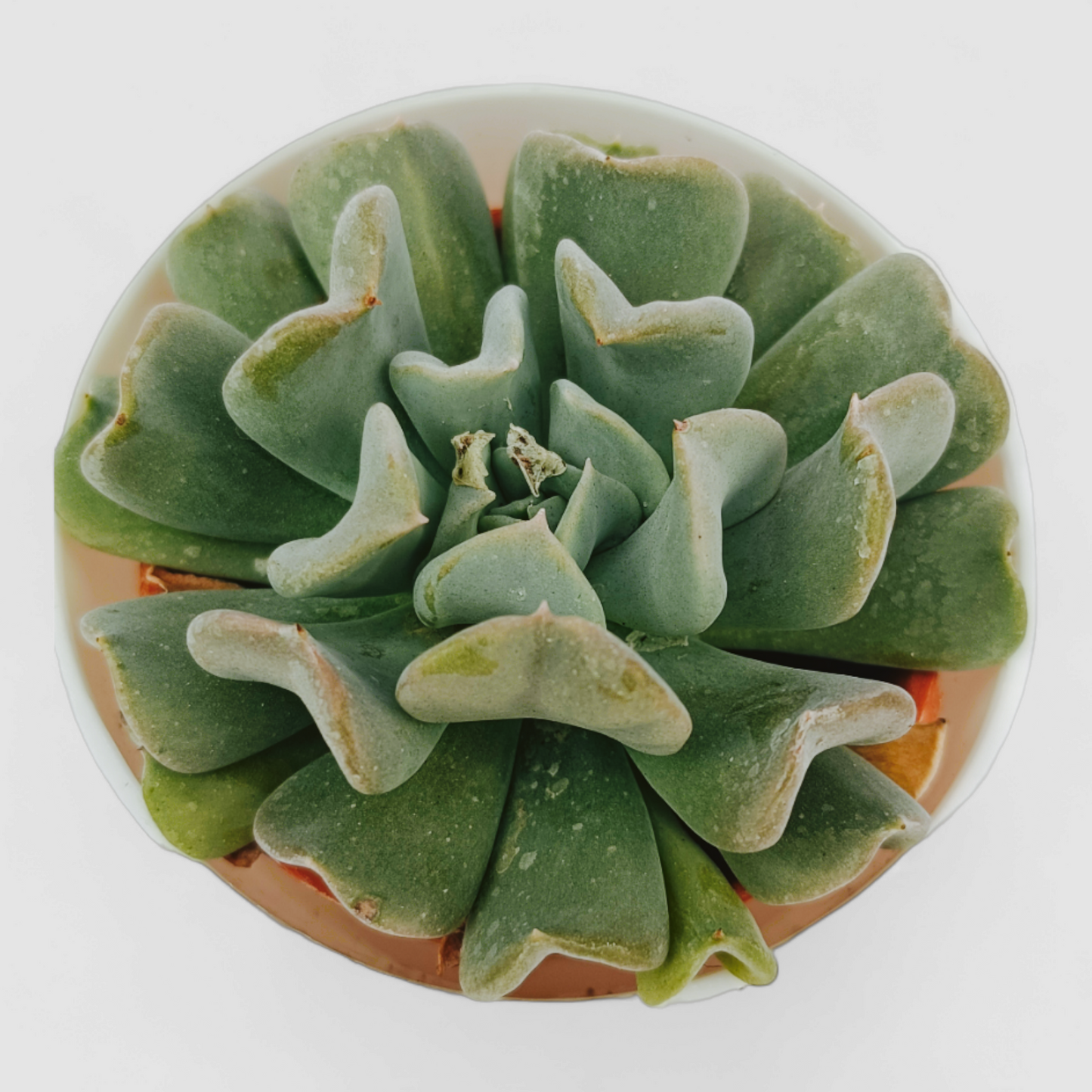 Echeveria Runyonii (Topsy Turvy) Plant