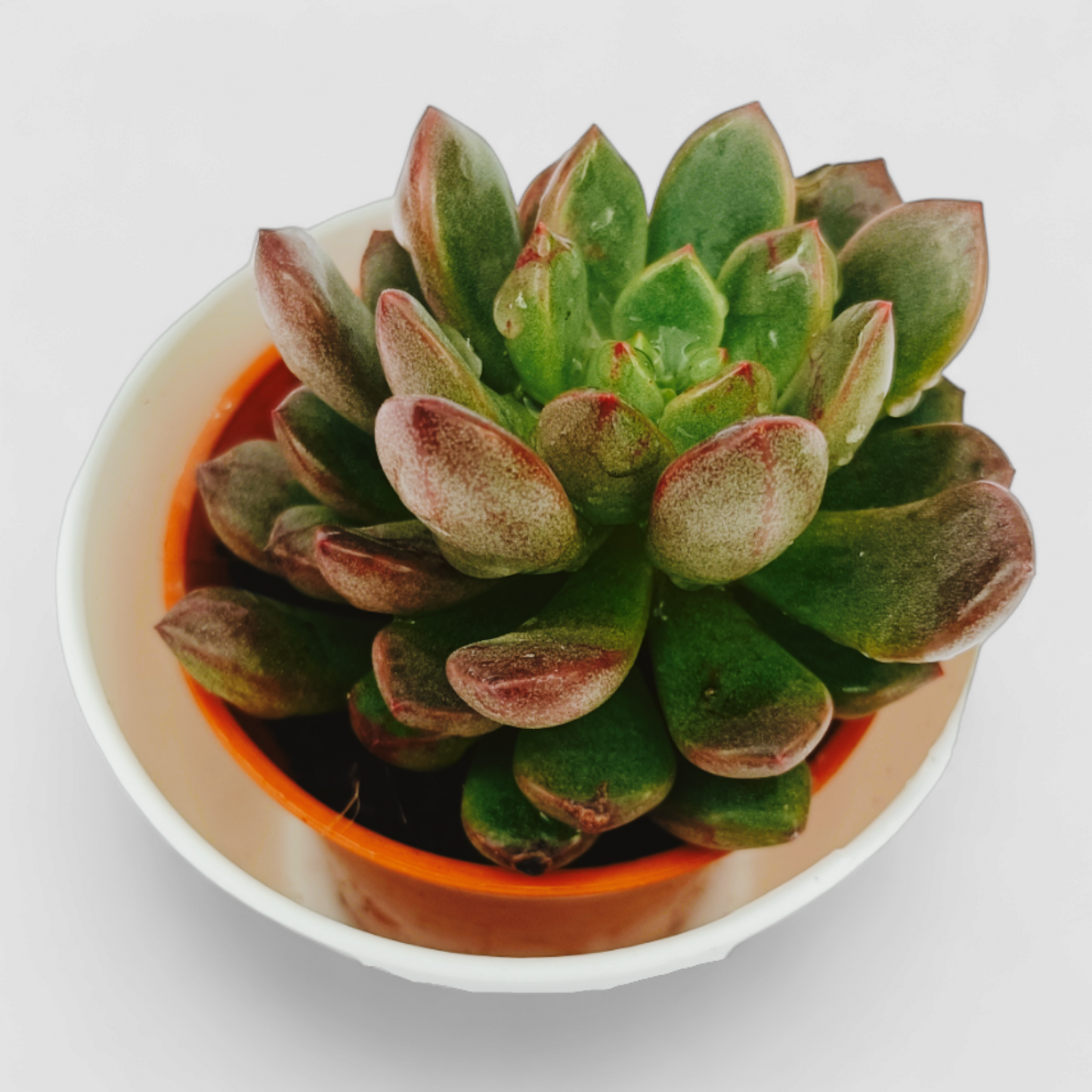 Echeveria Nodulosa Plant (Painted Echeveria)