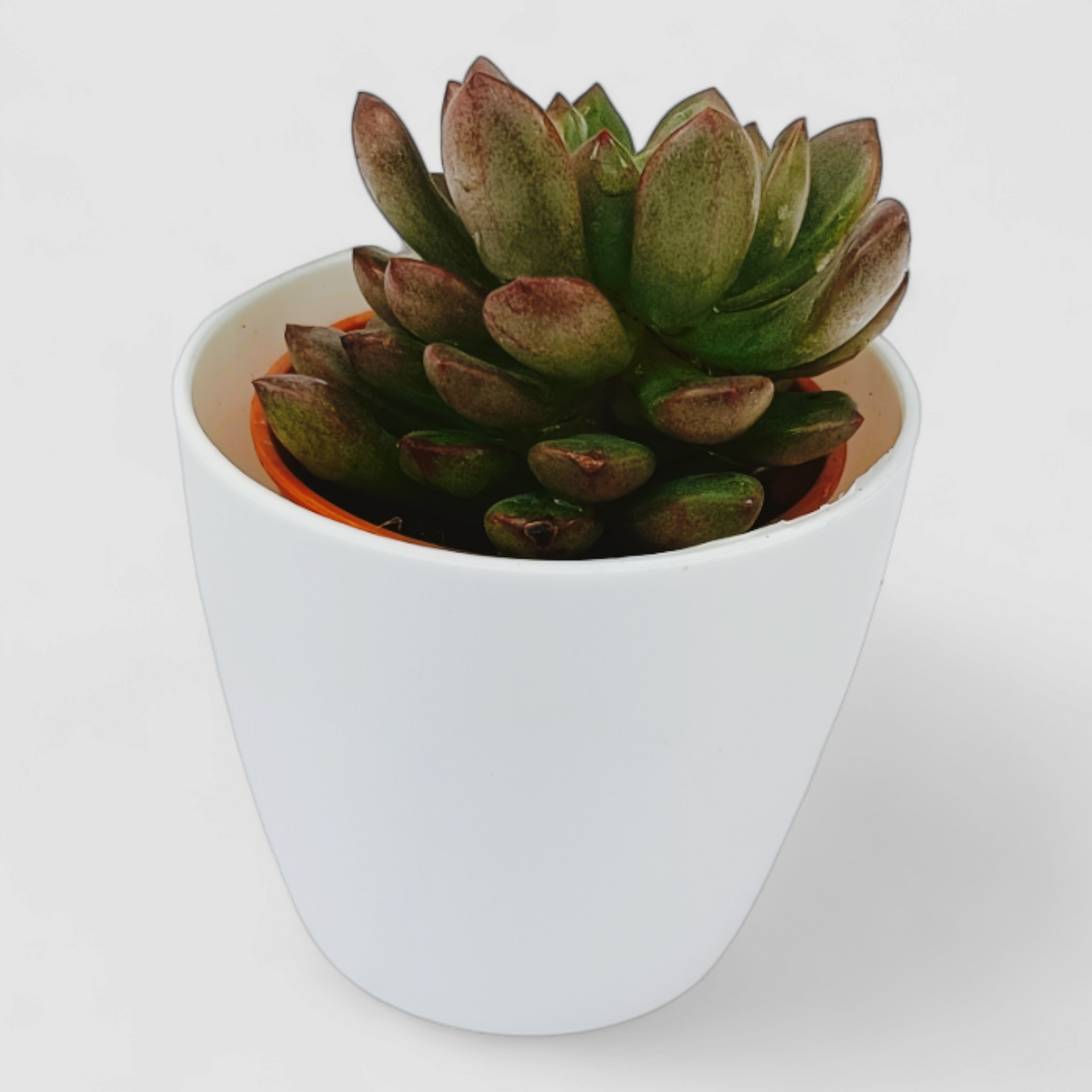 Echeveria Nodulosa Plant (Painted Echeveria)