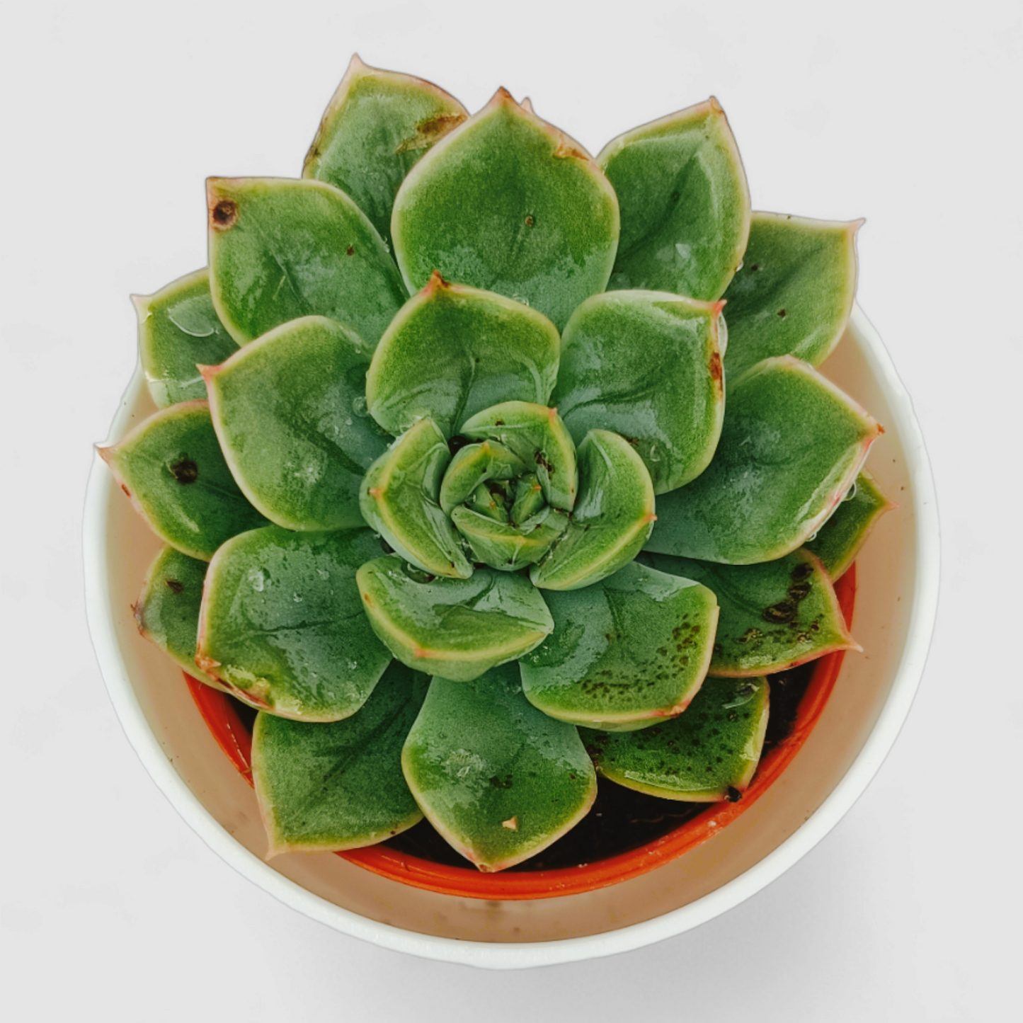 Sedeveria Green Rose Plant