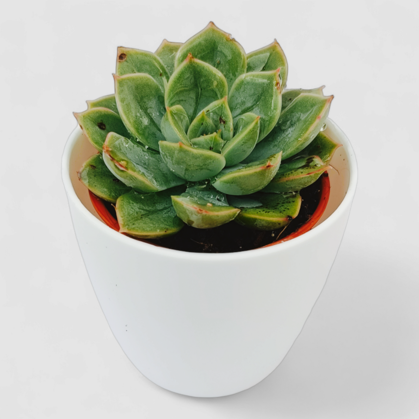 Sedeveria Green Rose Plant