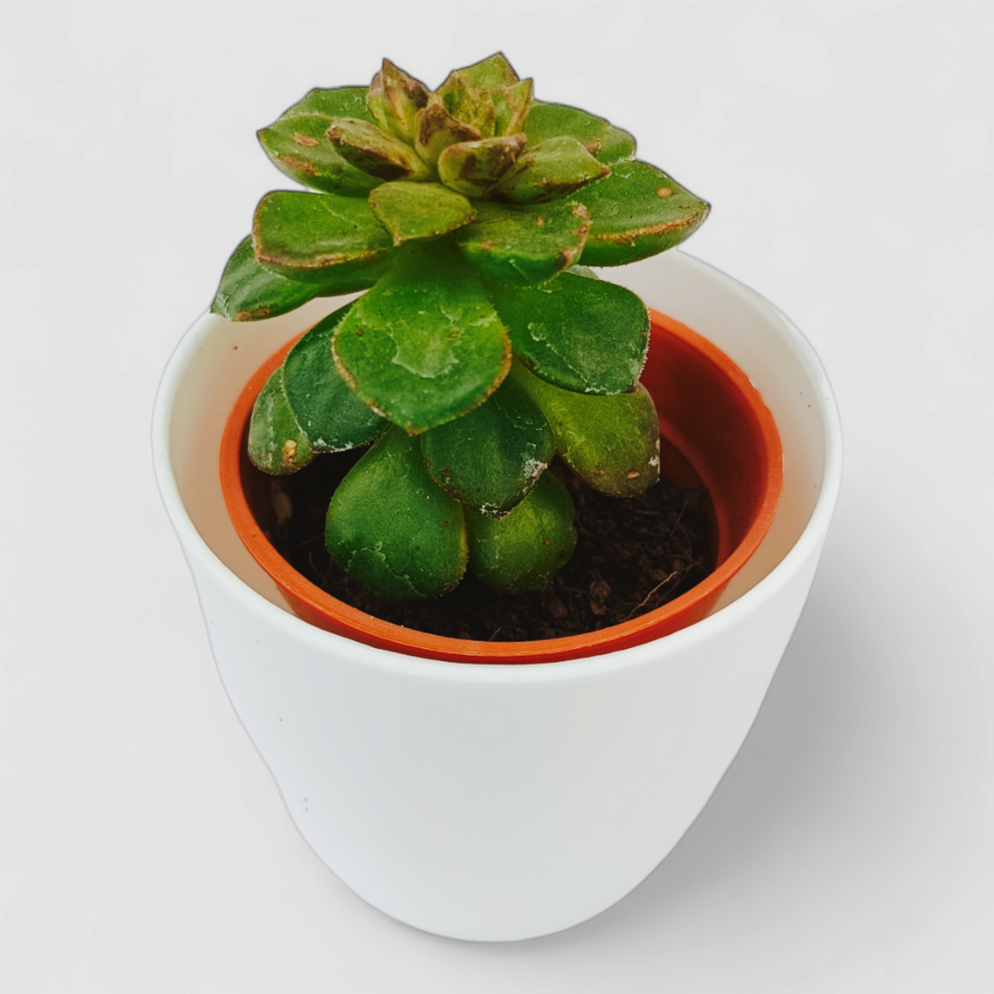 Echeveria Rolly Plant (Sedeveria Rolly)
