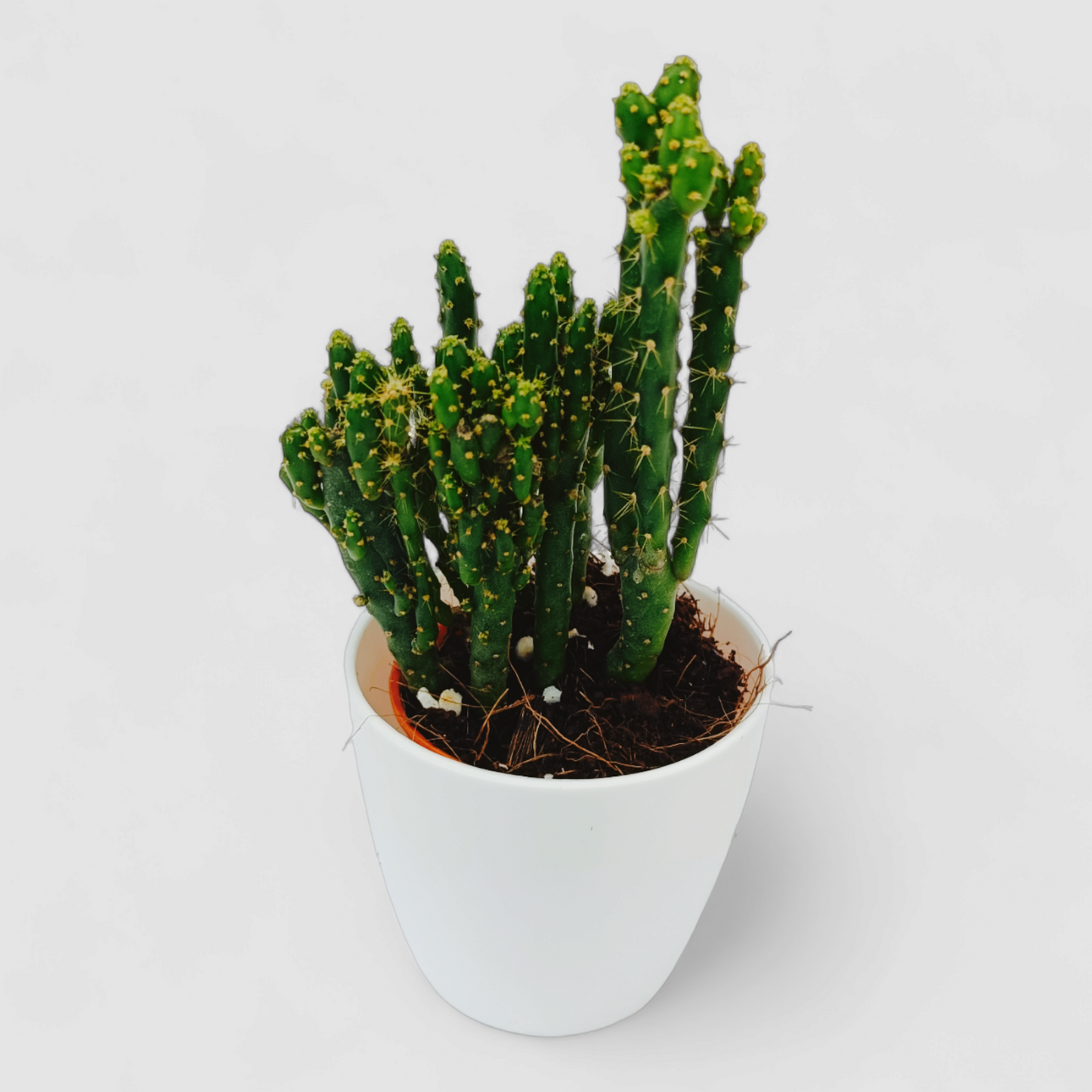 Opuntia Tuna Montrosa Plant