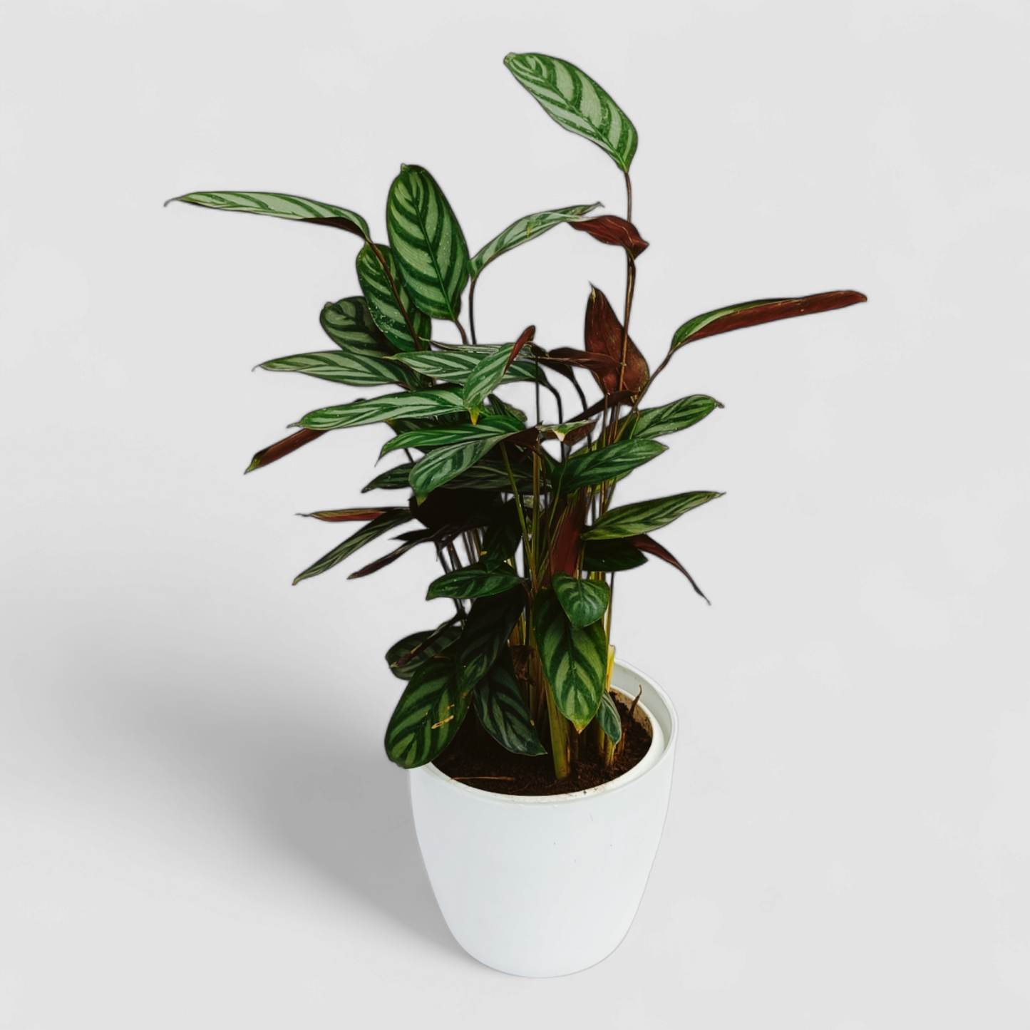 Calathea Freddie Plant