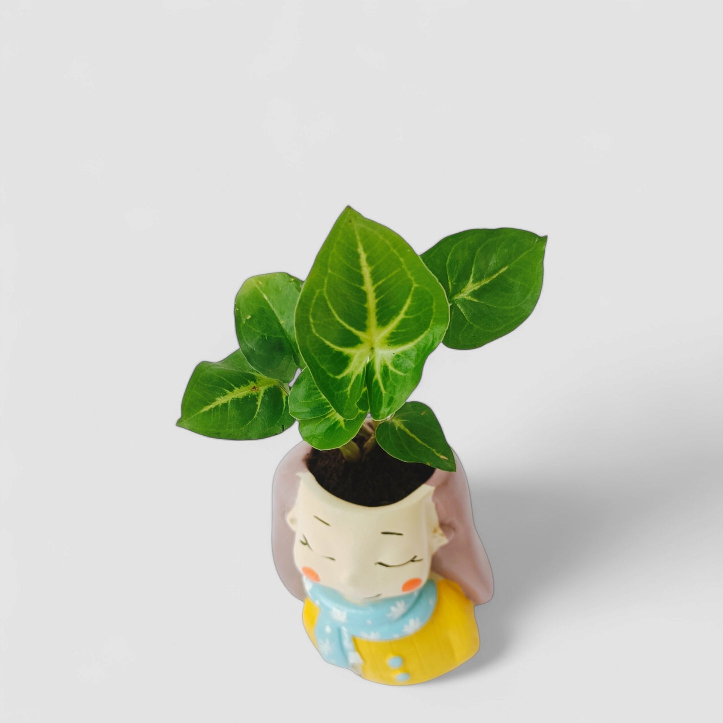Cute Female Wearing Scarf Resin Doll Planter with Green Syngonium Plant - ONPD014