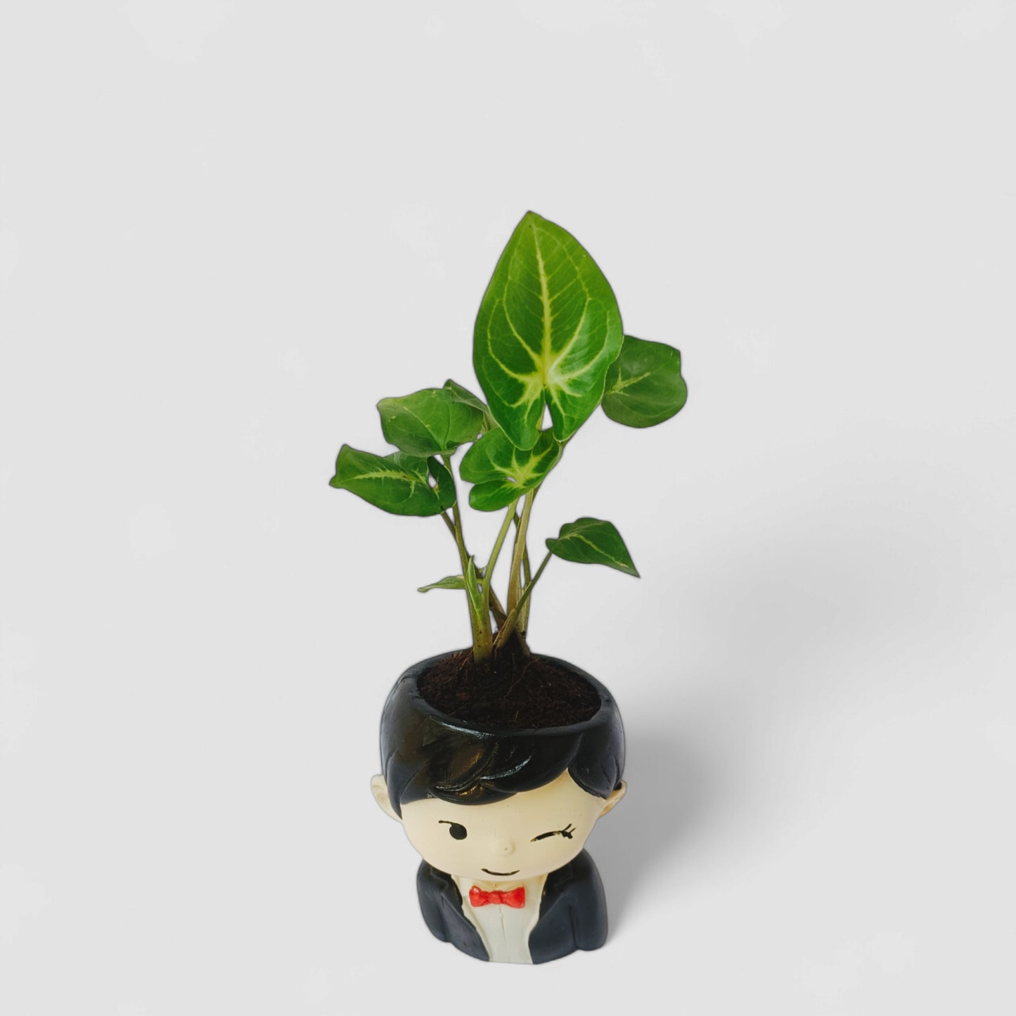 Cute Male with Black Suit Resin Doll Planter with Green Syngonium Plant - ONPD015