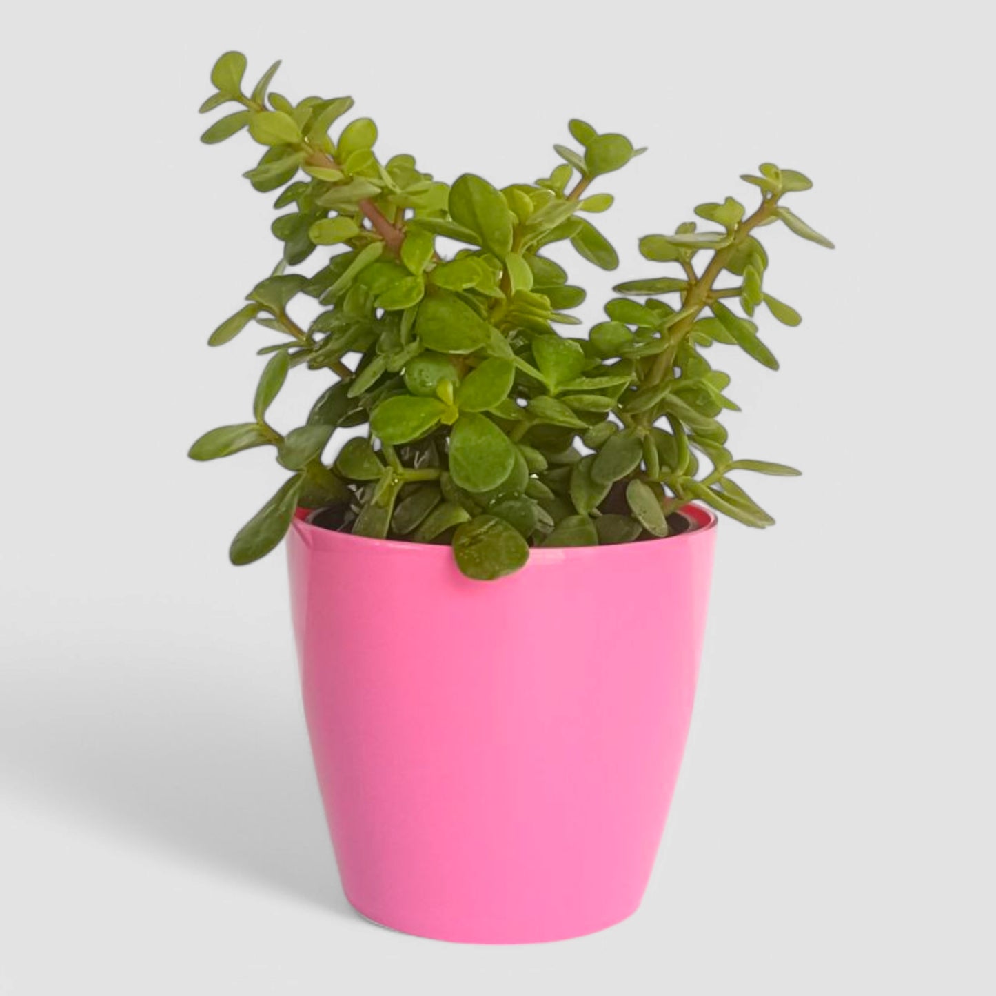 Jade Plant