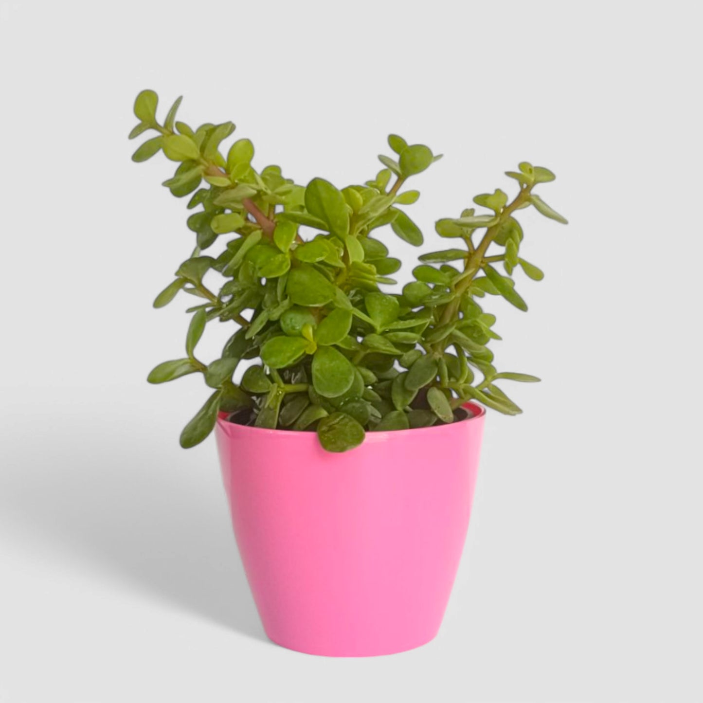 Jade Plant