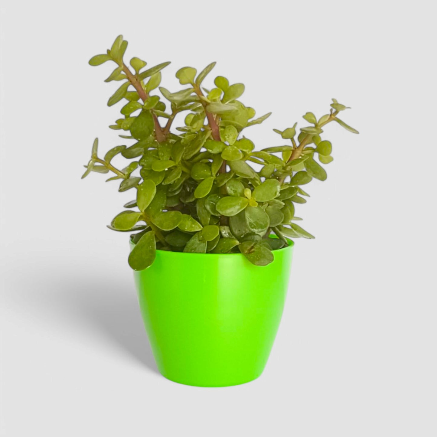 Jade Plant