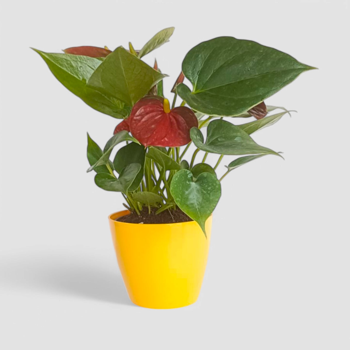 Anthurium Plant (Red)