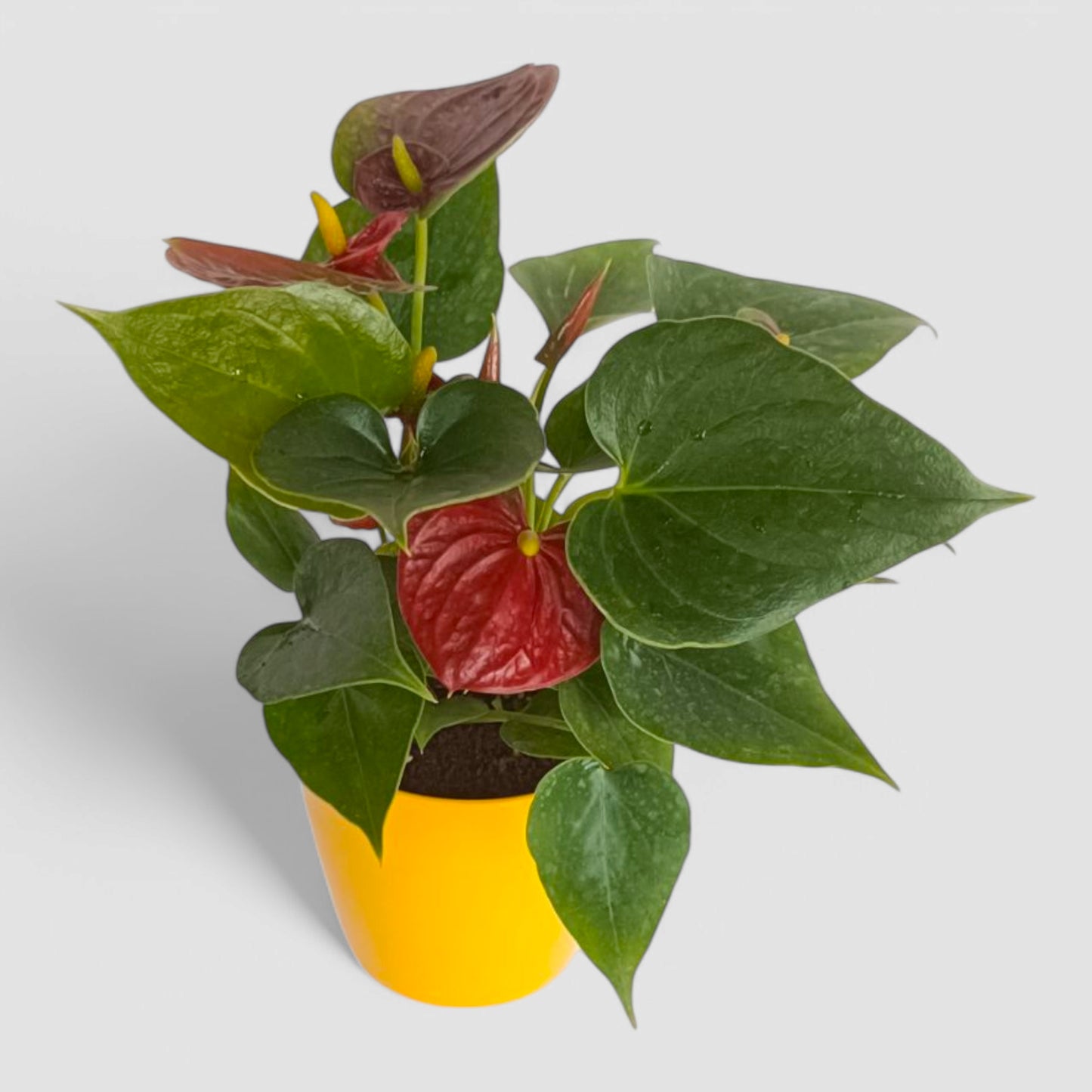 Anthurium Plant (Red)