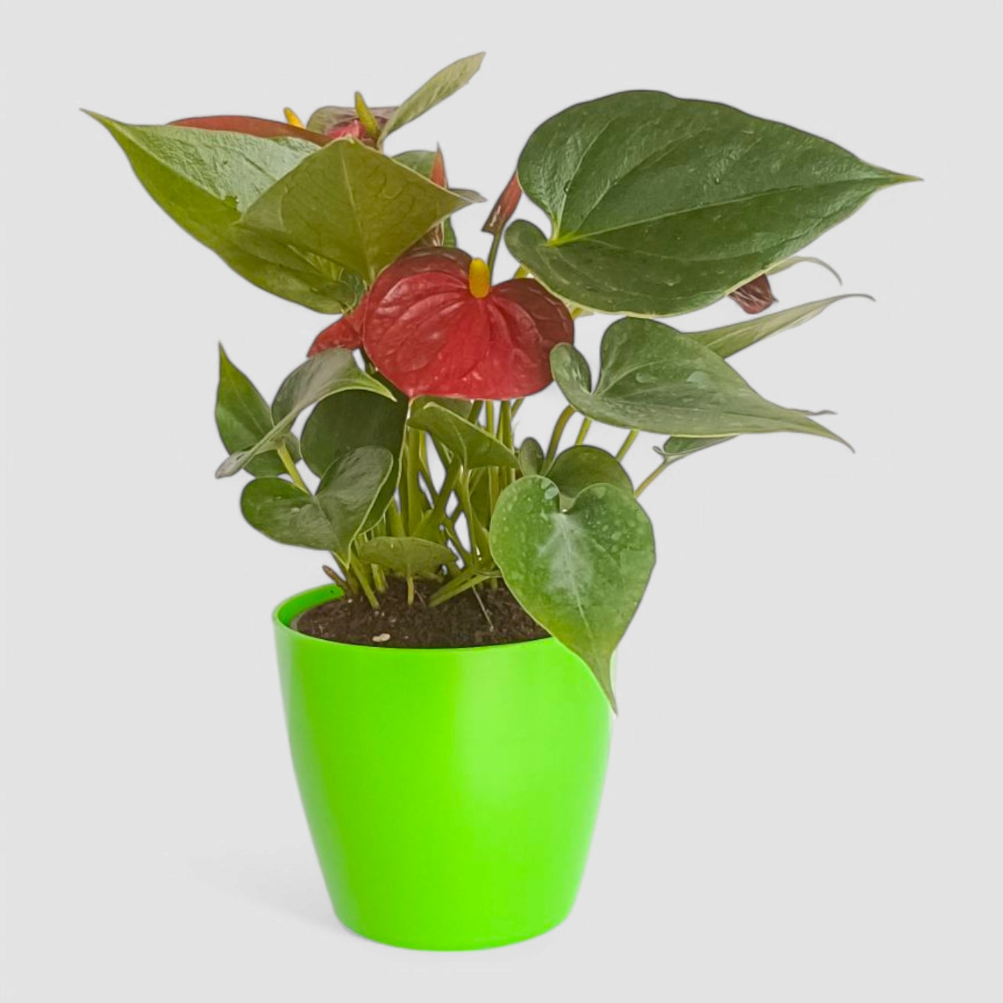 Anthurium Plant (Red)