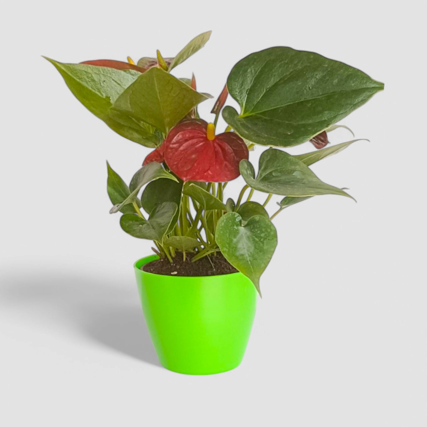 Anthurium Plant (Red)