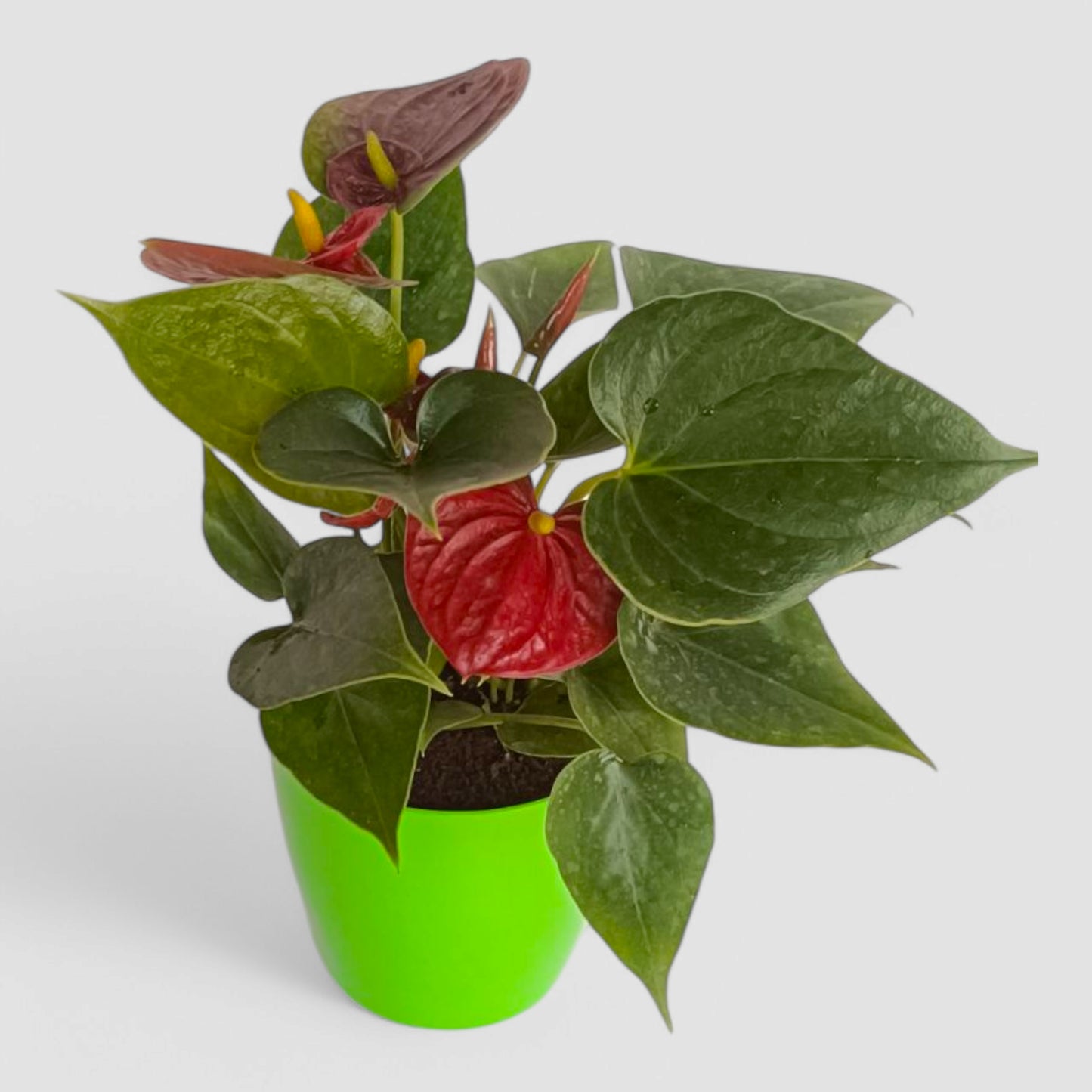 Anthurium Plant (Red)
