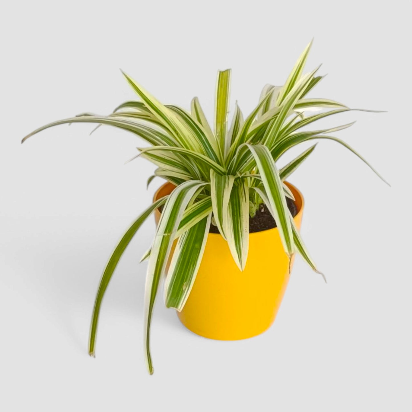 Spider Plant