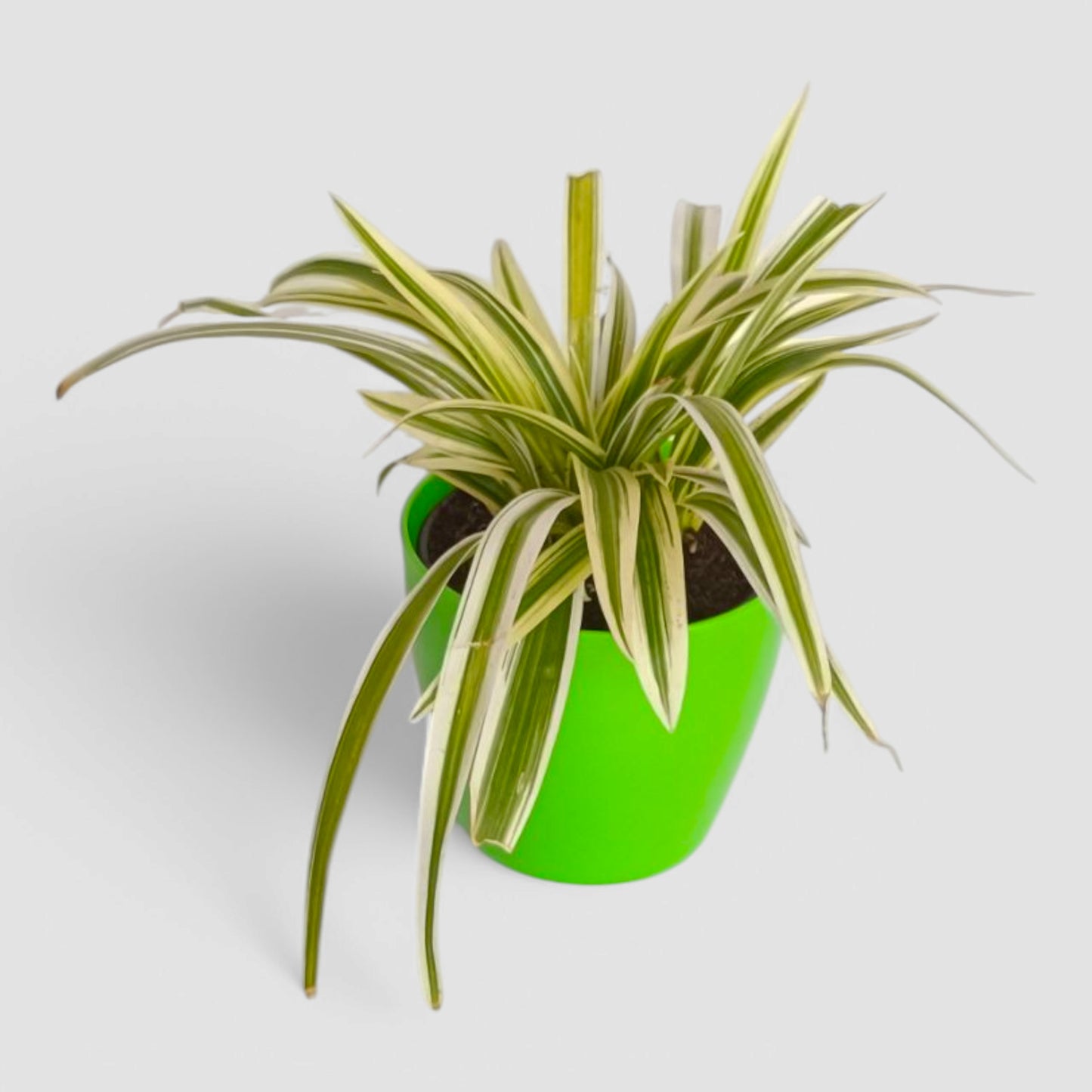 Spider Plant