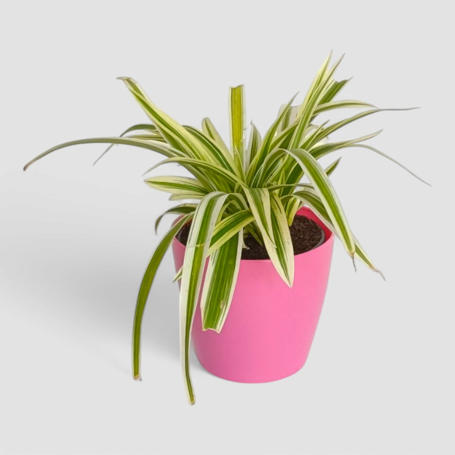 Spider Plant