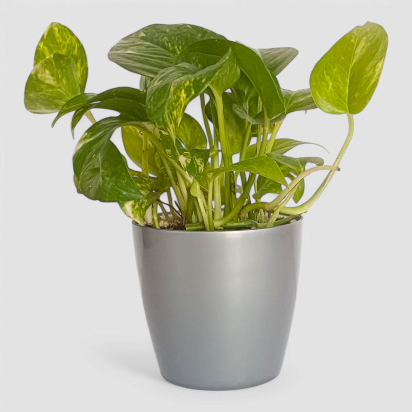 Green Money Plant