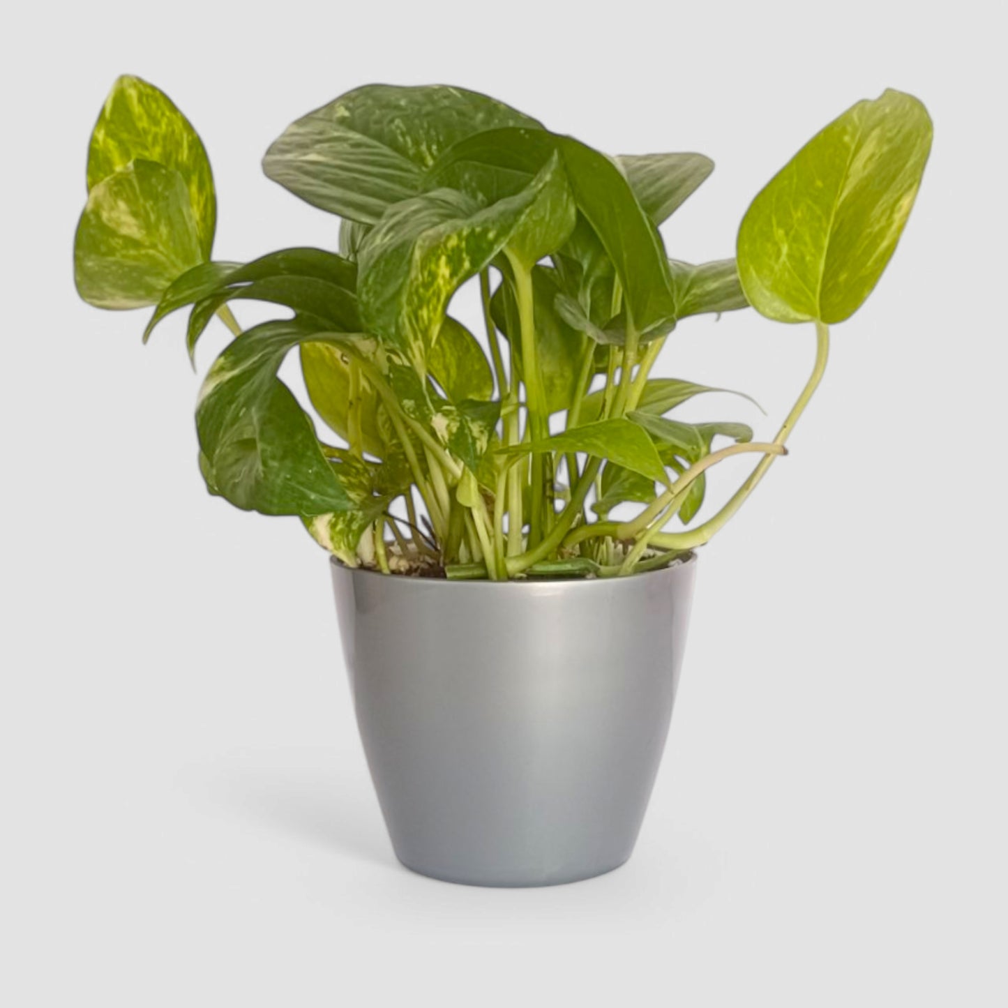 Green Money Plant