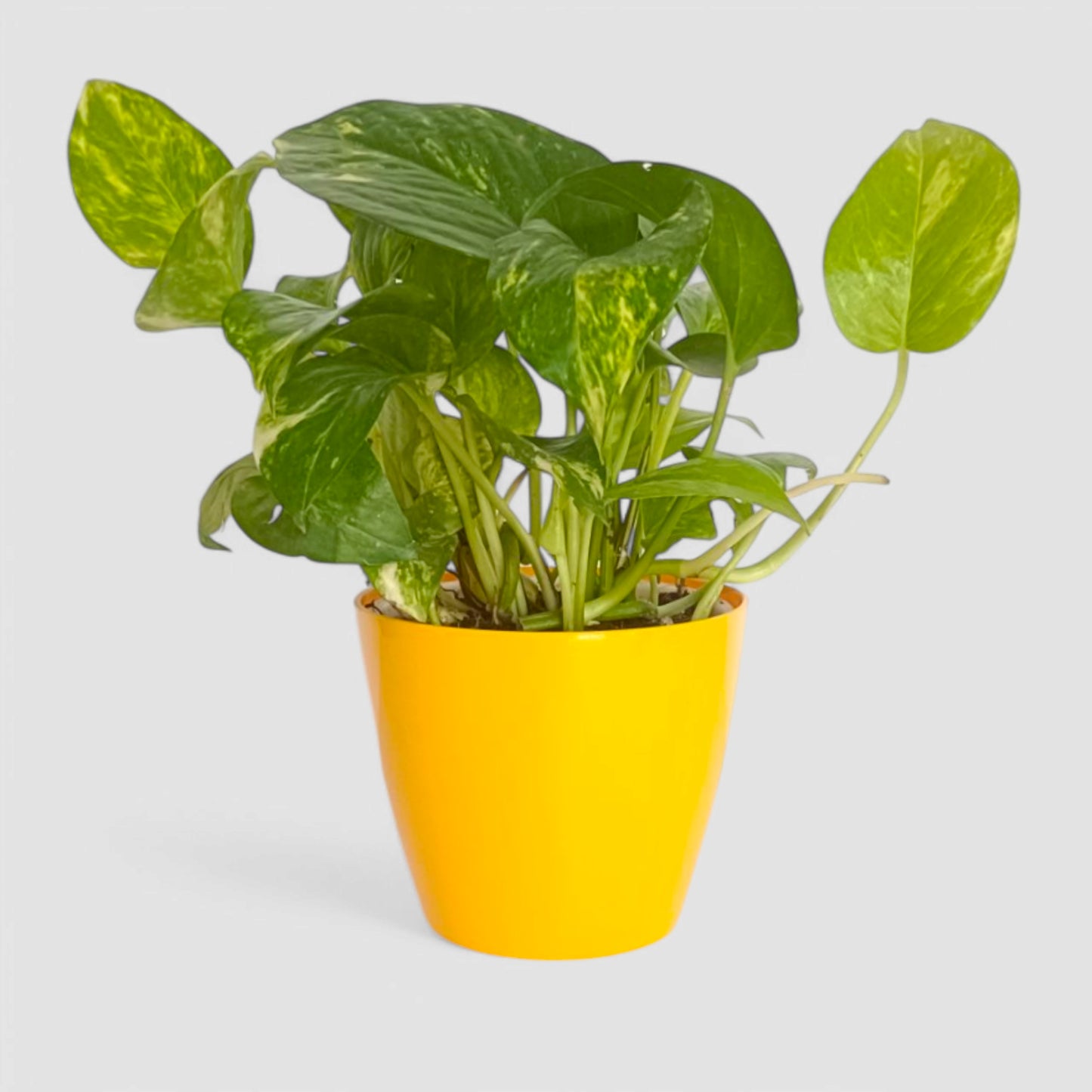 Green Money Plant