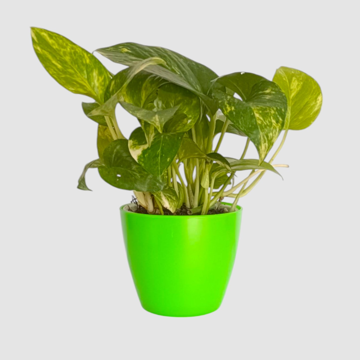 Green Money Plant