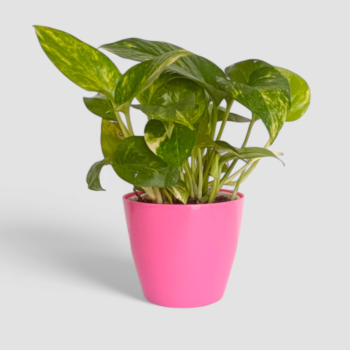 Green Money Plant