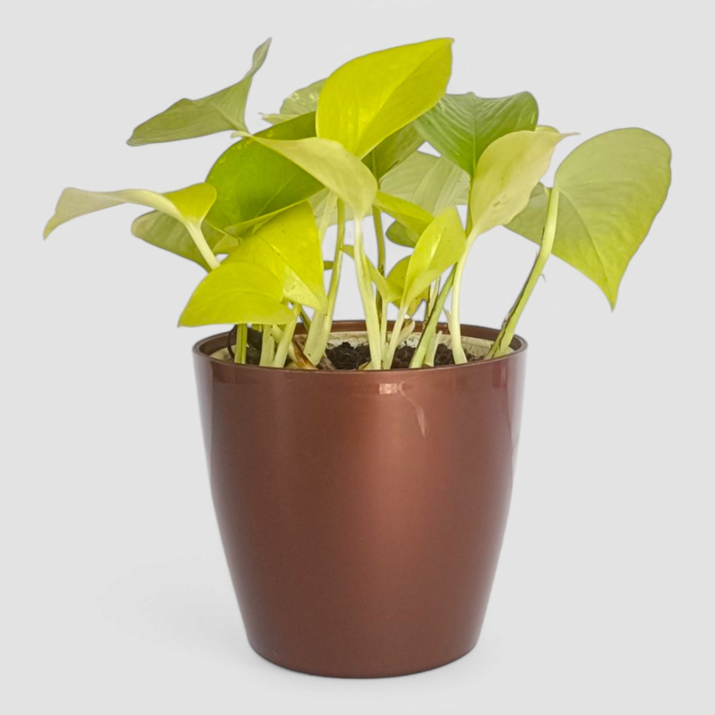 Golden Money Plant