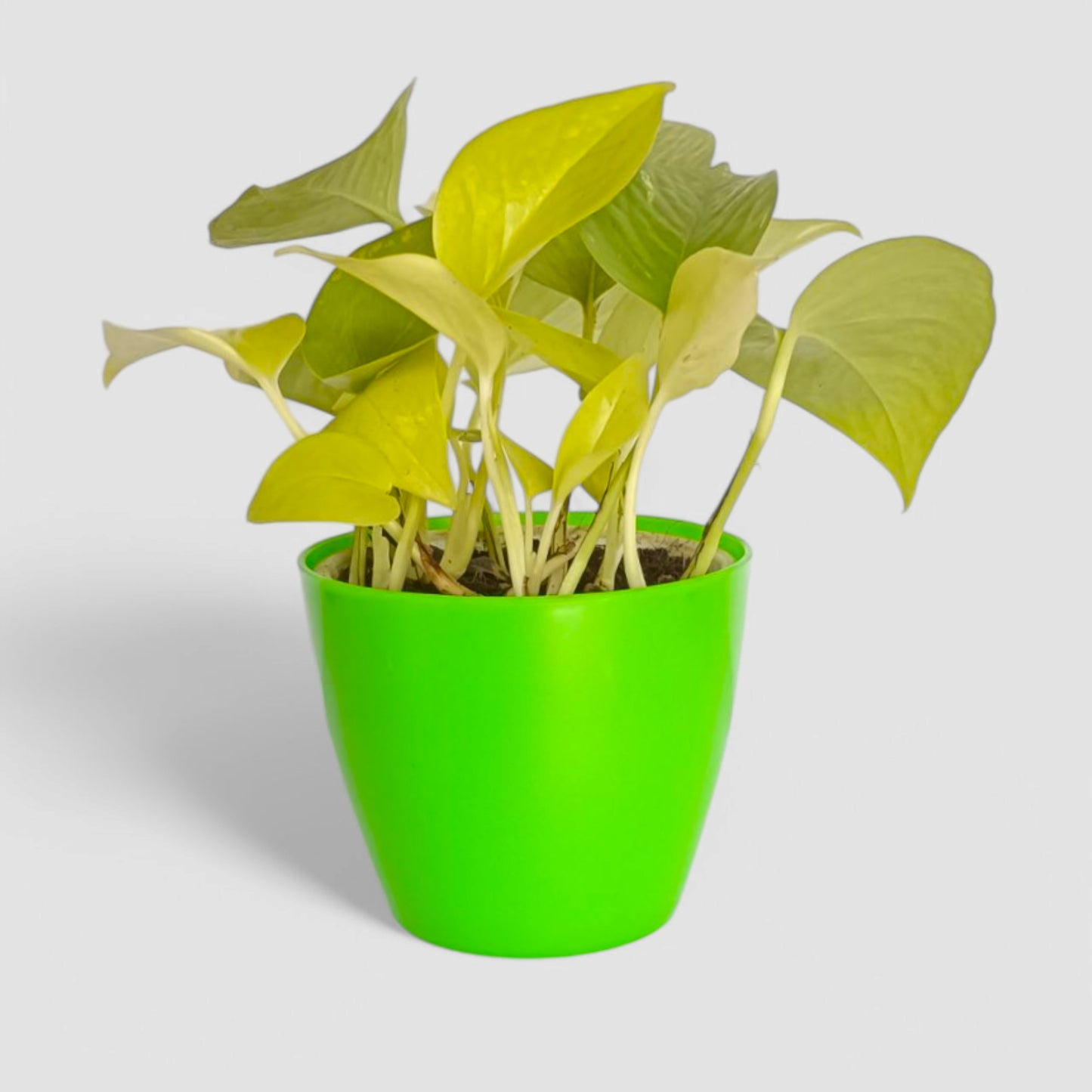 Golden Money Plant