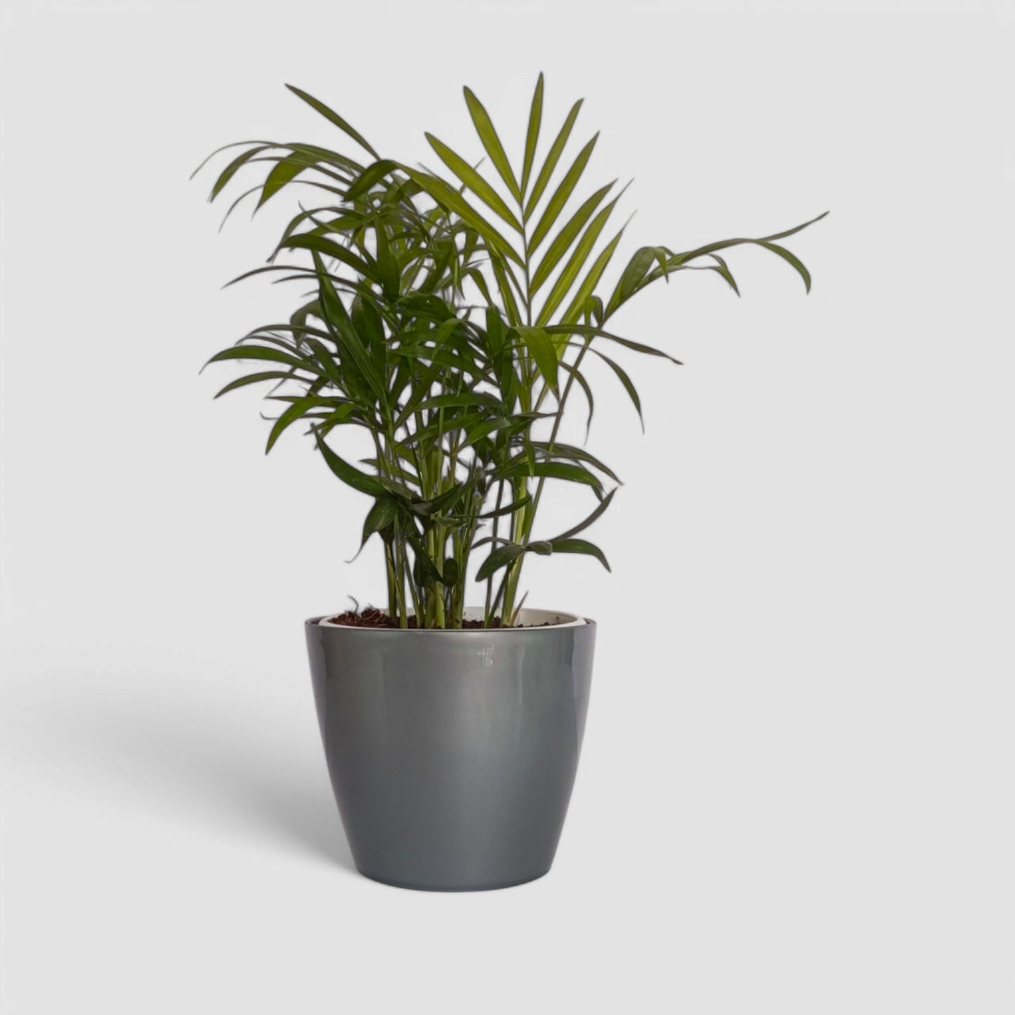 Areca Palm Plant