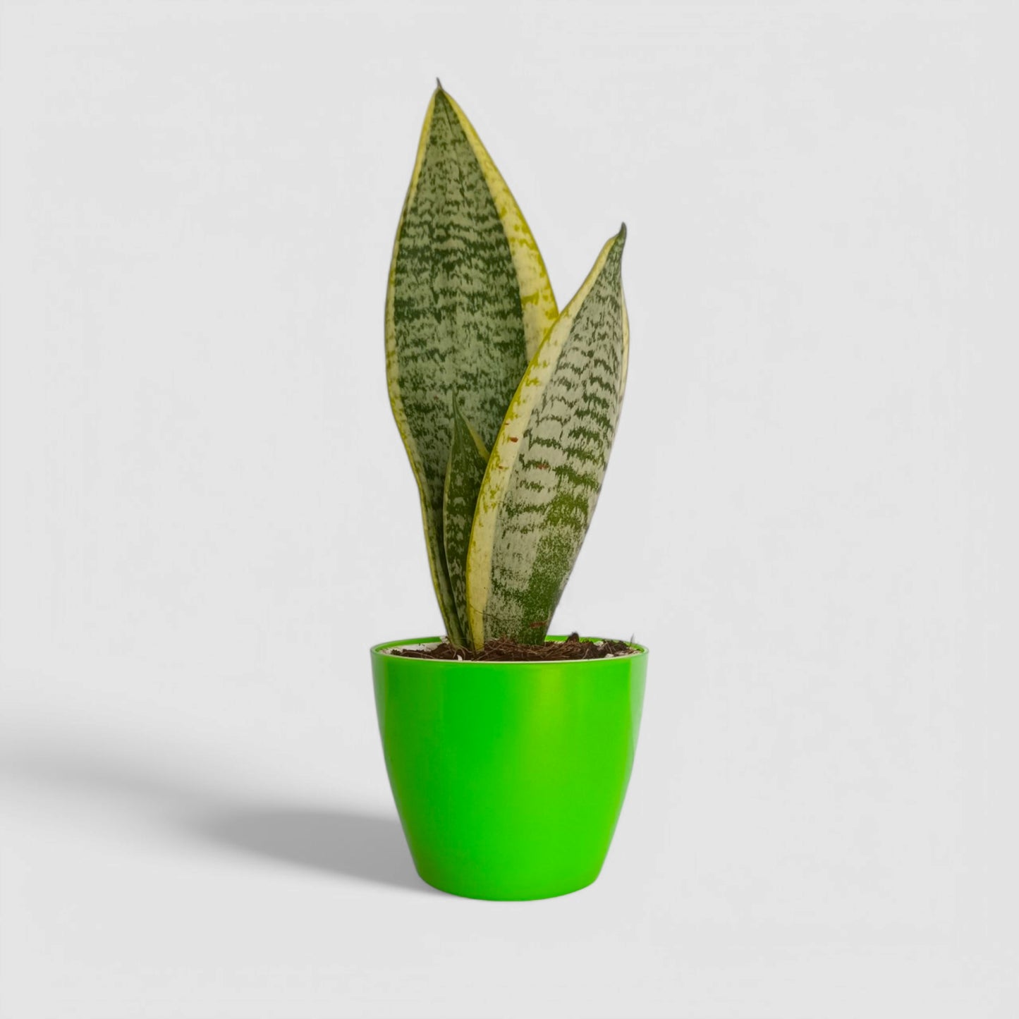 Golden Snake Plant
