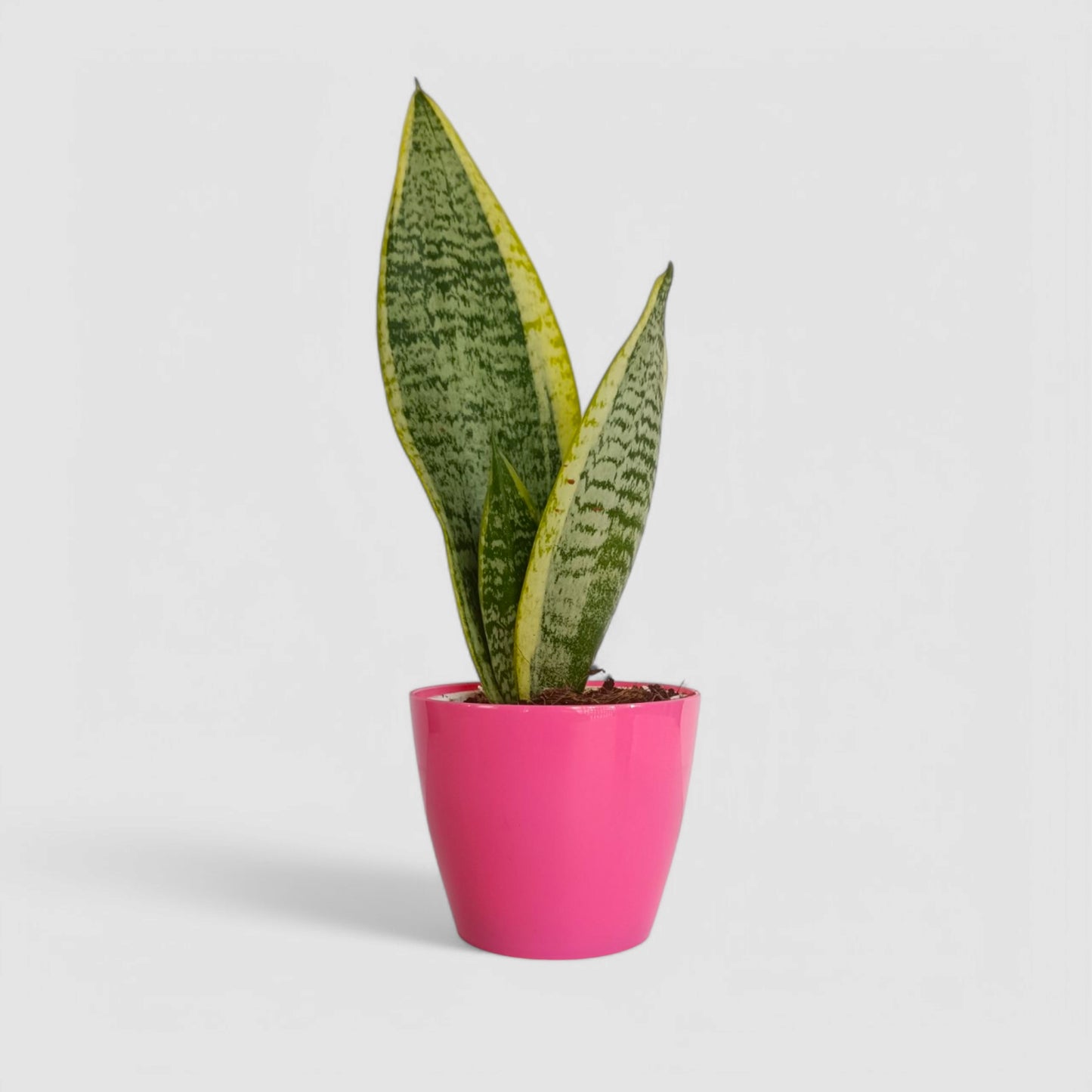 Golden Snake Plant