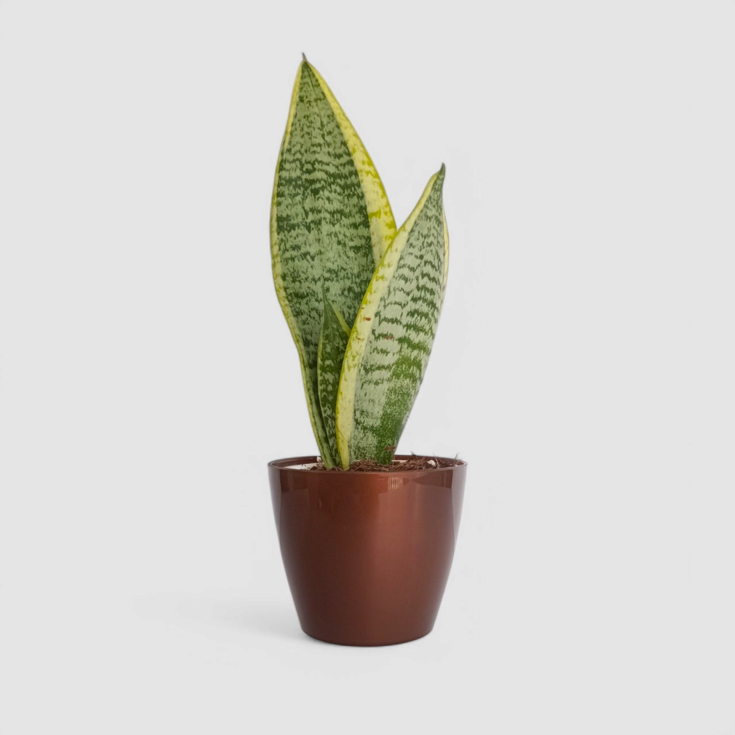 Golden Snake Plant