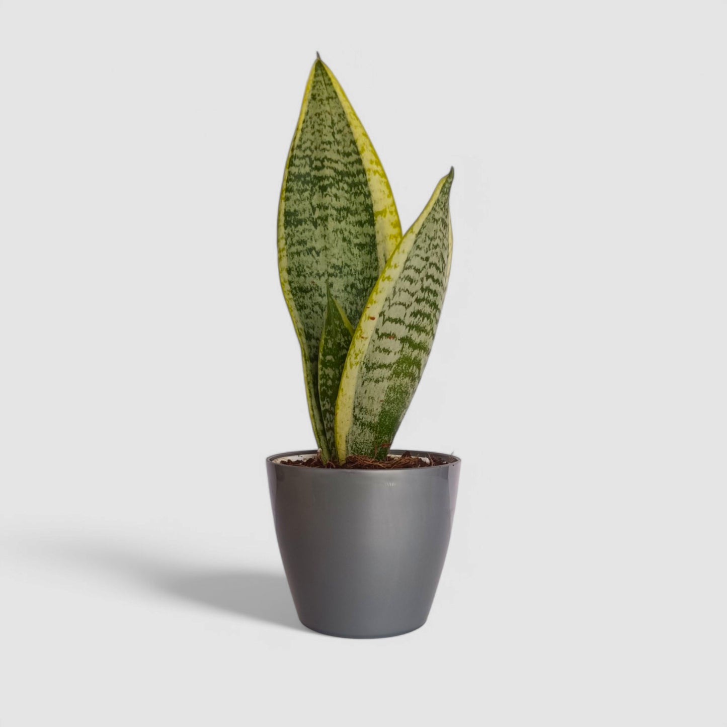 Golden Snake Plant