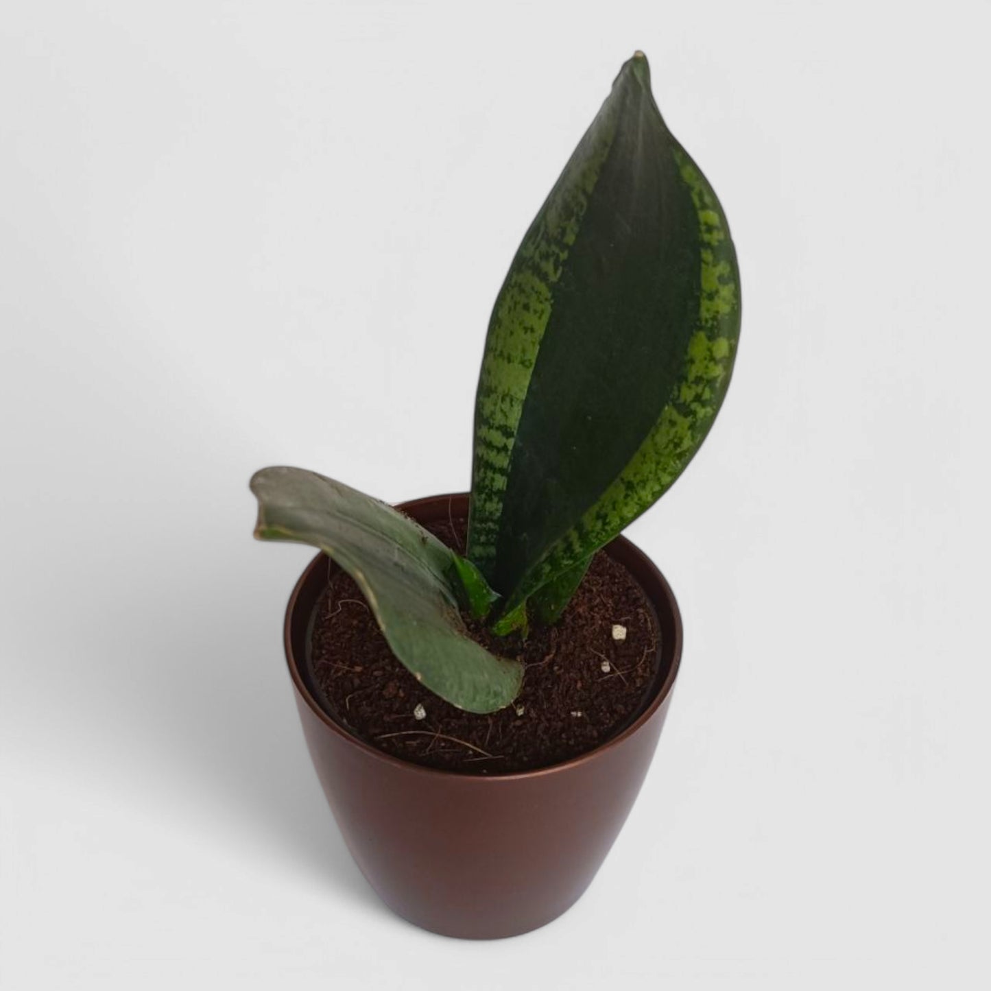 Green Snake Plant