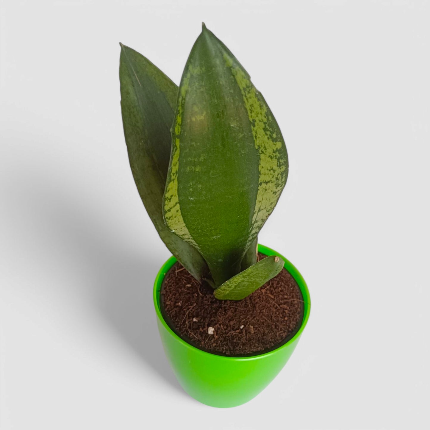 Green Snake Plant