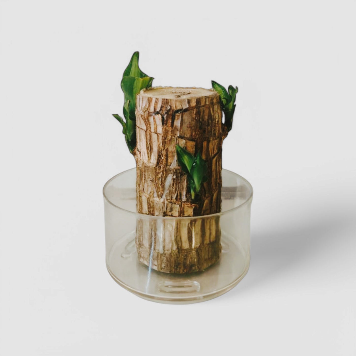 Brazilian Lucky Bamboo Plant with Transparent Plastic Pot
