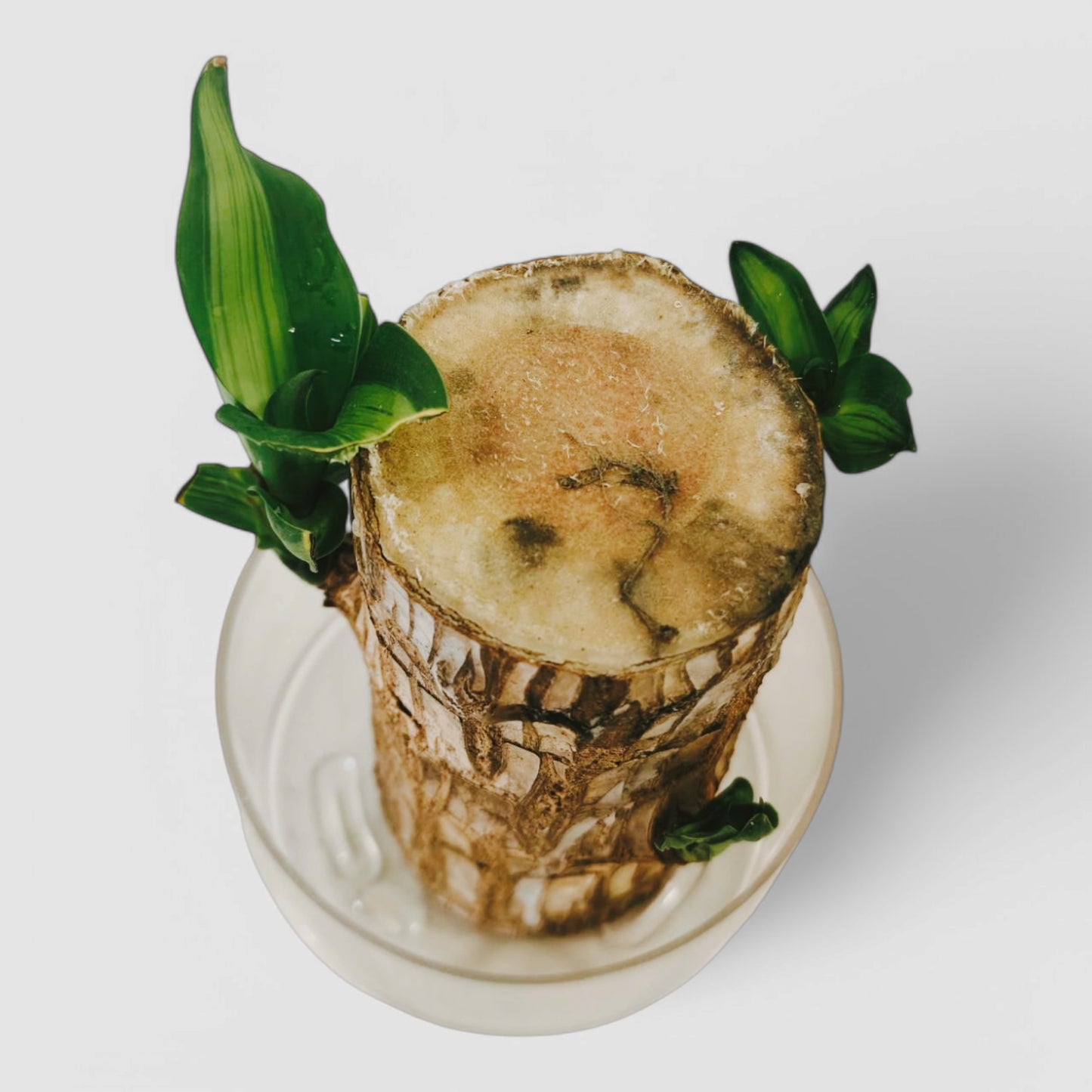 Brazilian Lucky Bamboo Plant with Transparent Plastic Pot