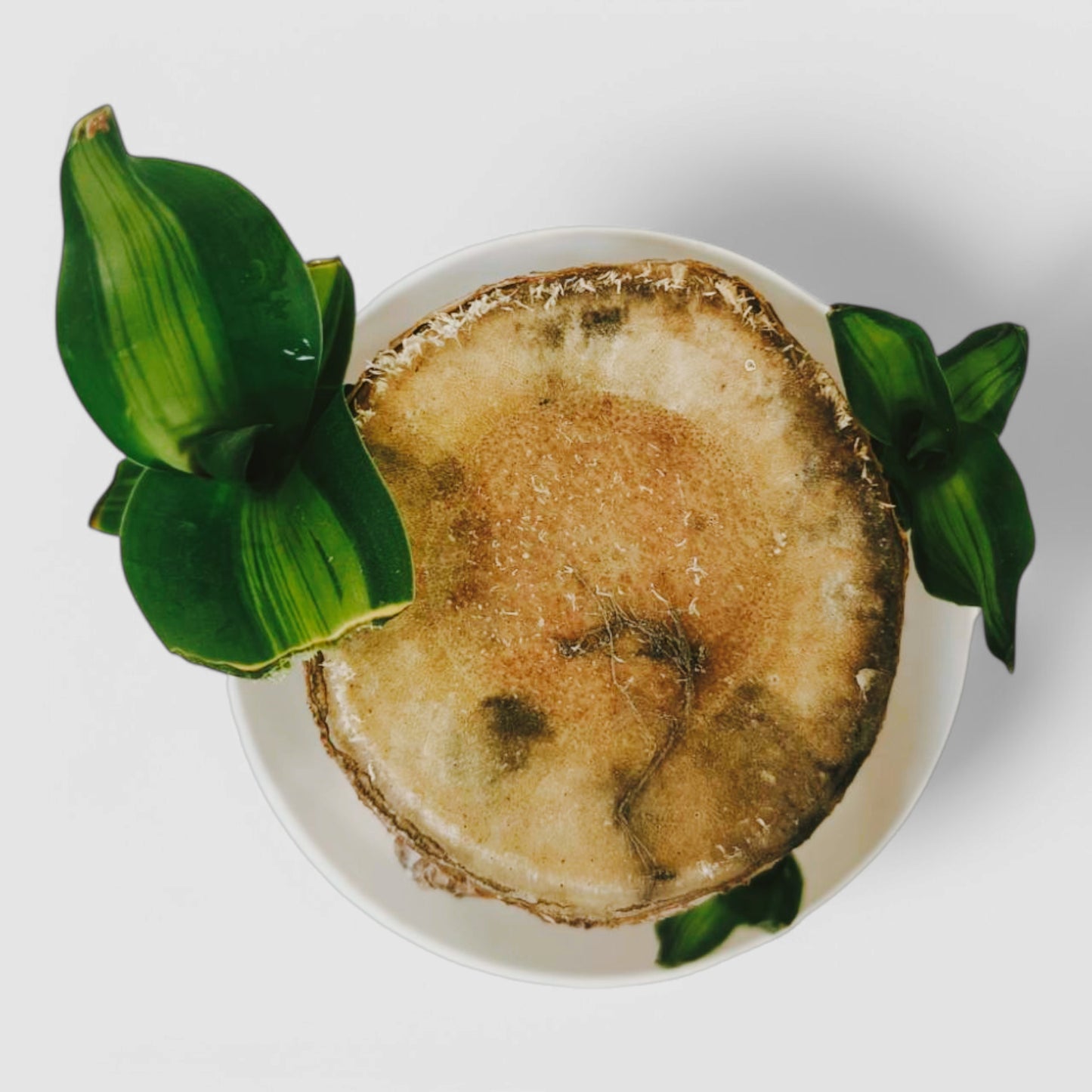 Brazilian Lucky Bamboo Plant with Transparent Plastic Pot