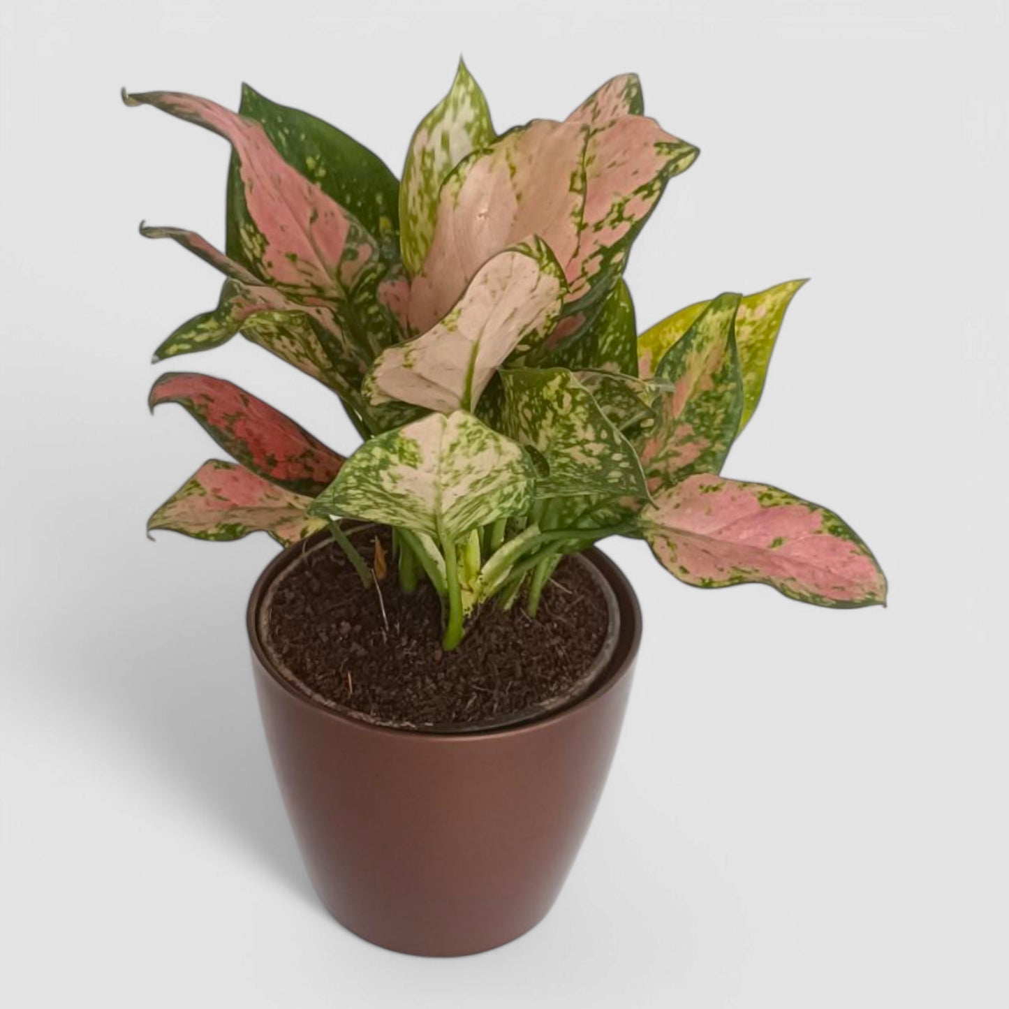 Aglaonema Pink Plant