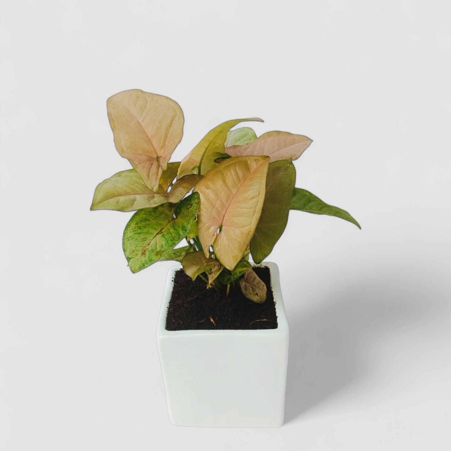 Pink Syngonium Plant with Ceramic Pot