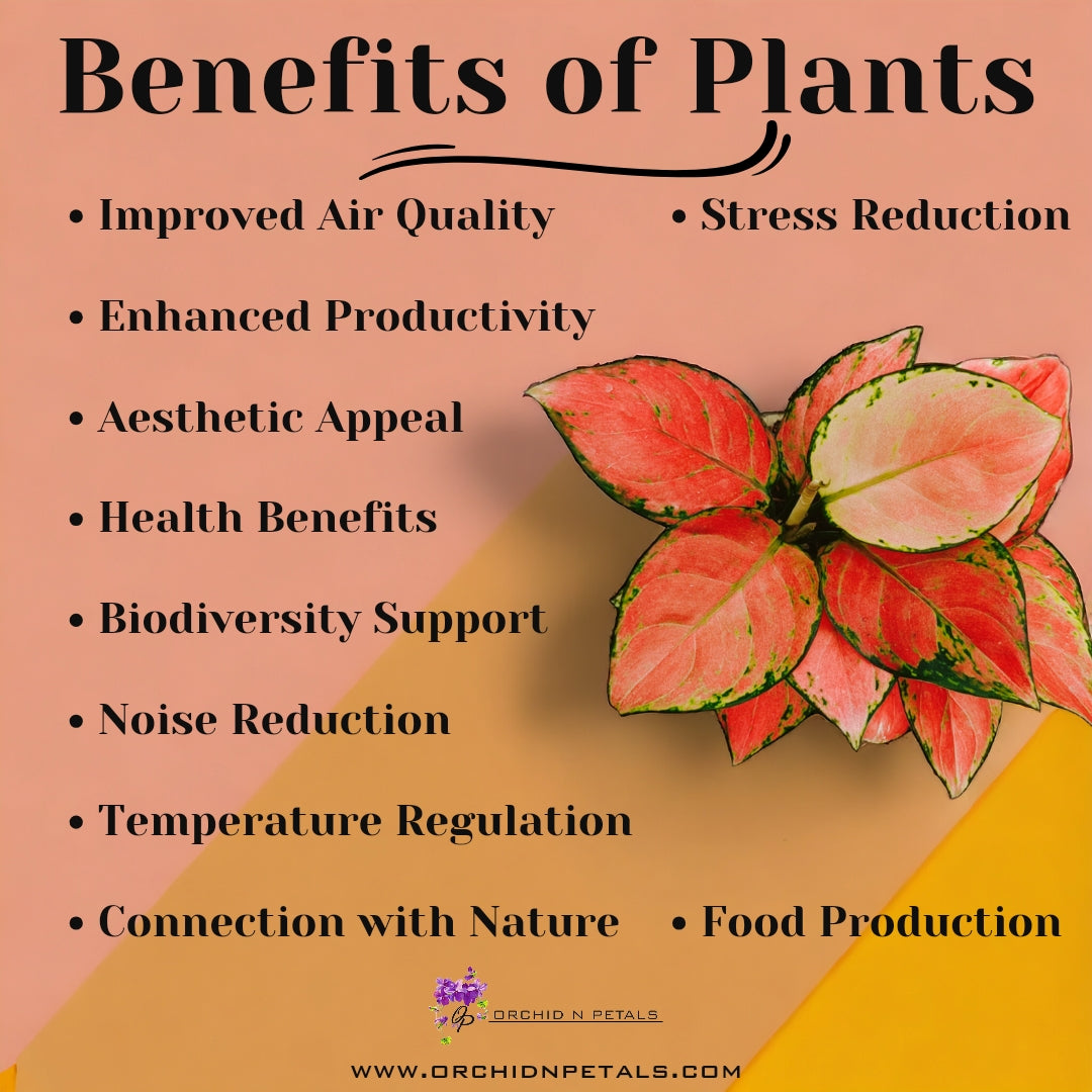 Benefits of Plants 🌱