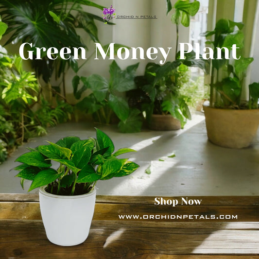 Green Money Plant