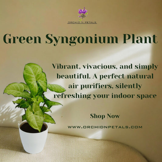 Green Syngonium Plant