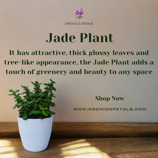 Jade Plant