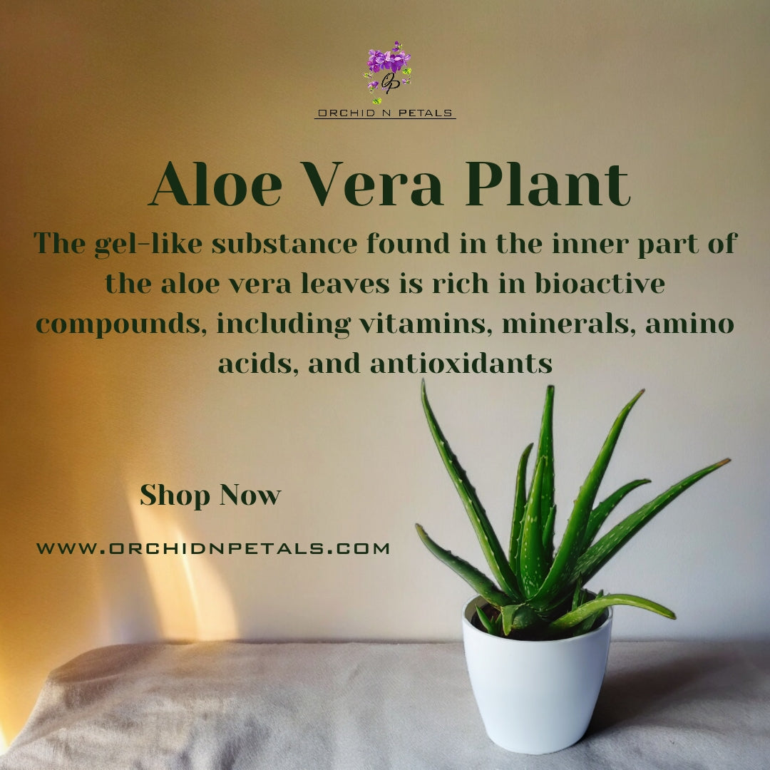 Aloe Vera Plant