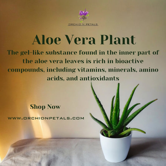 Aloe Vera Plant
